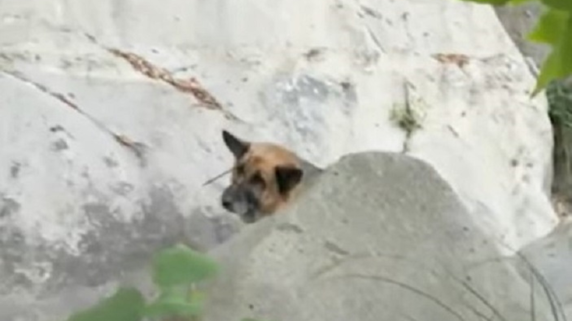 dog stuck on a rock