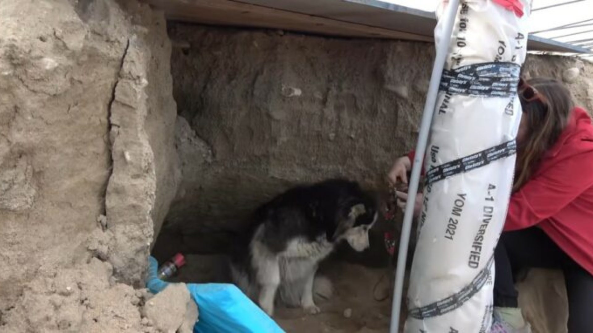 husky in a construction site
