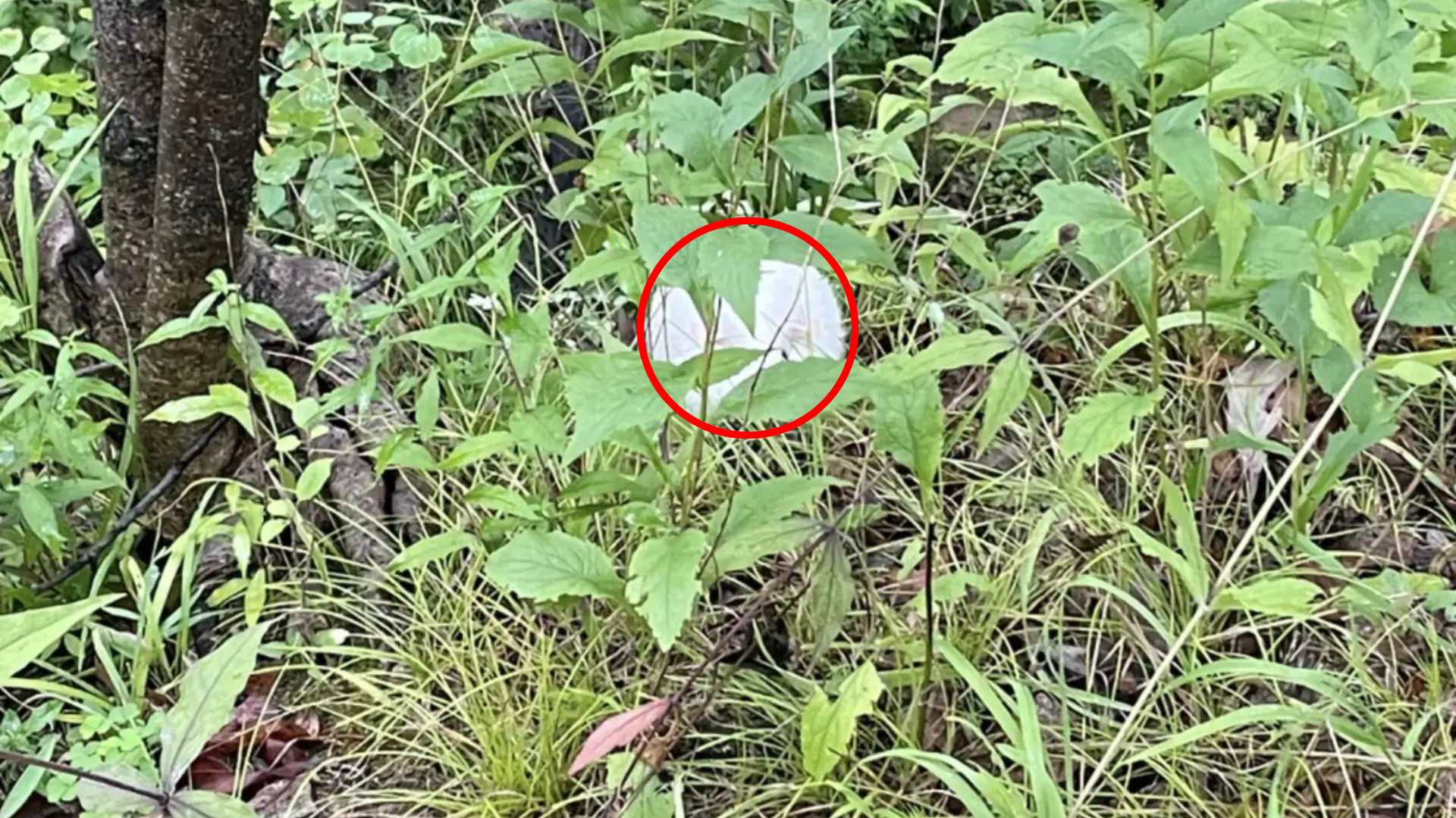 lost animal hiding in wood