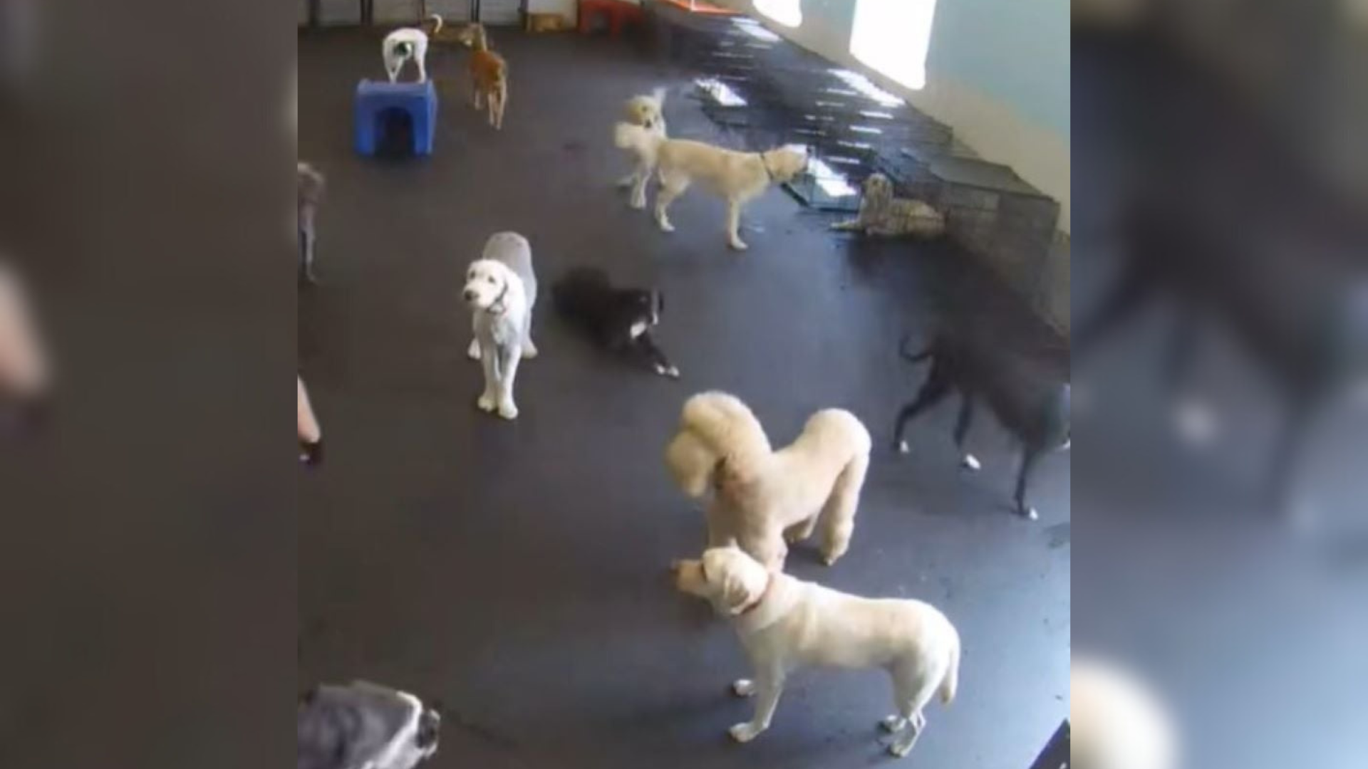 dog daycare