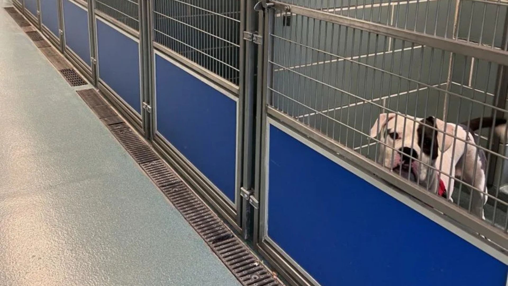 dog in shelter
