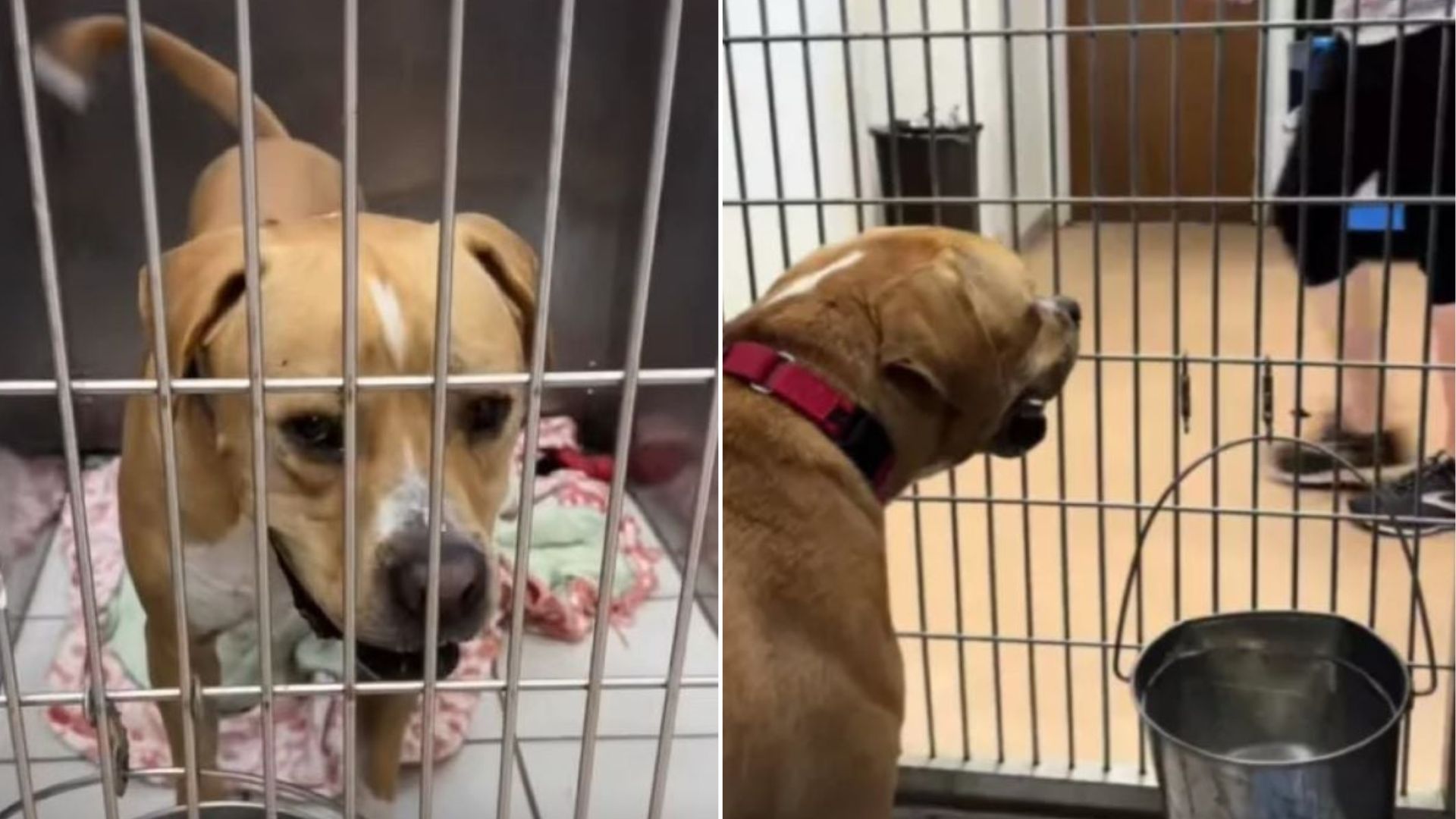 adorable shelter dog