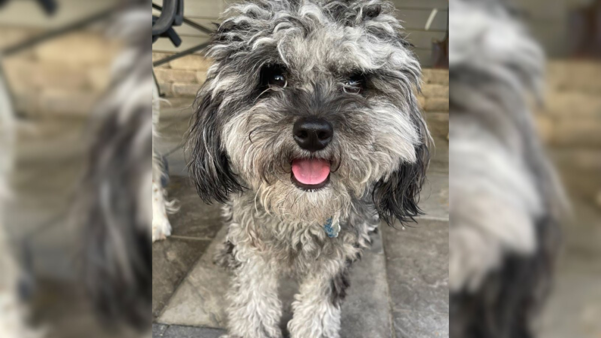 dog with overgrown fur