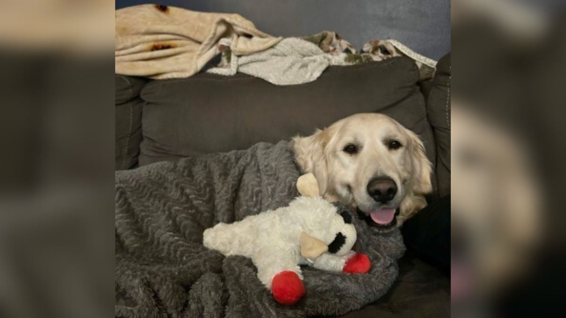 dog with toy