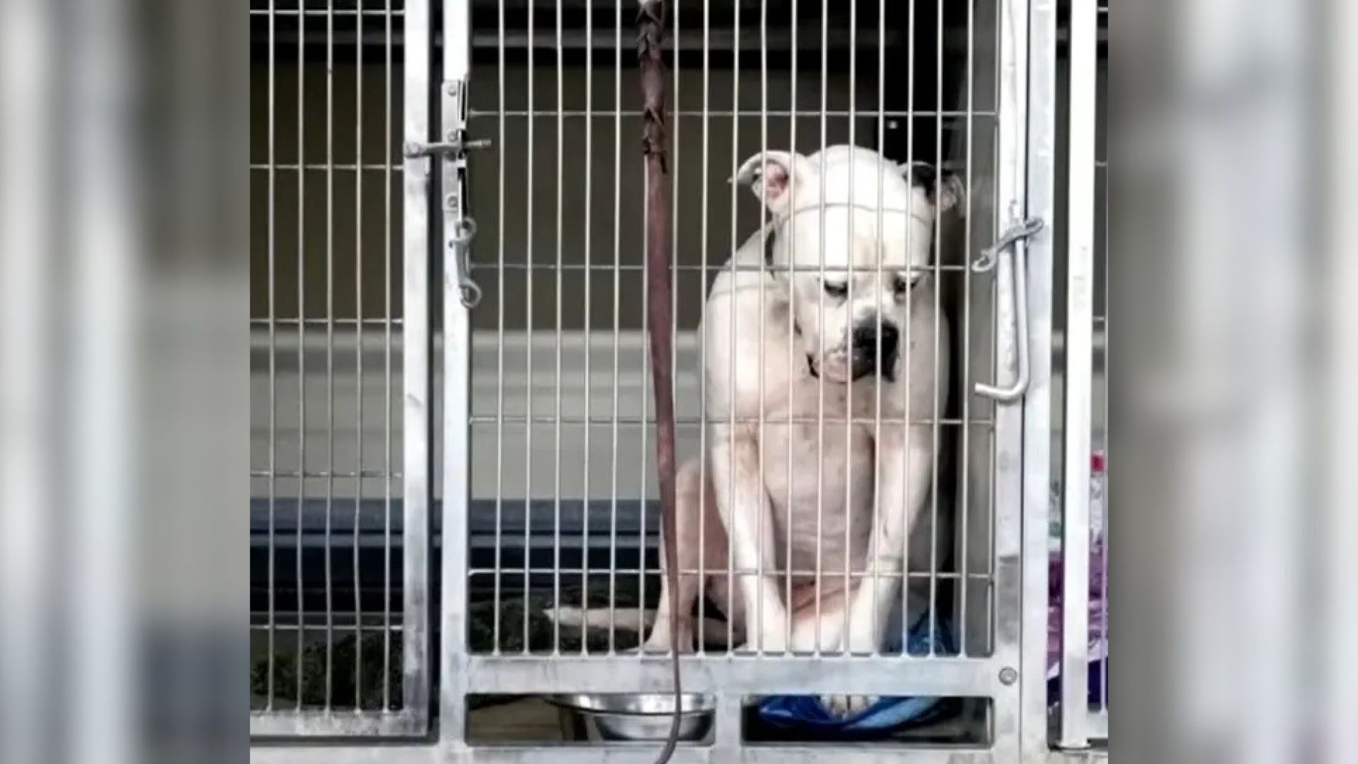 sad shelter dog