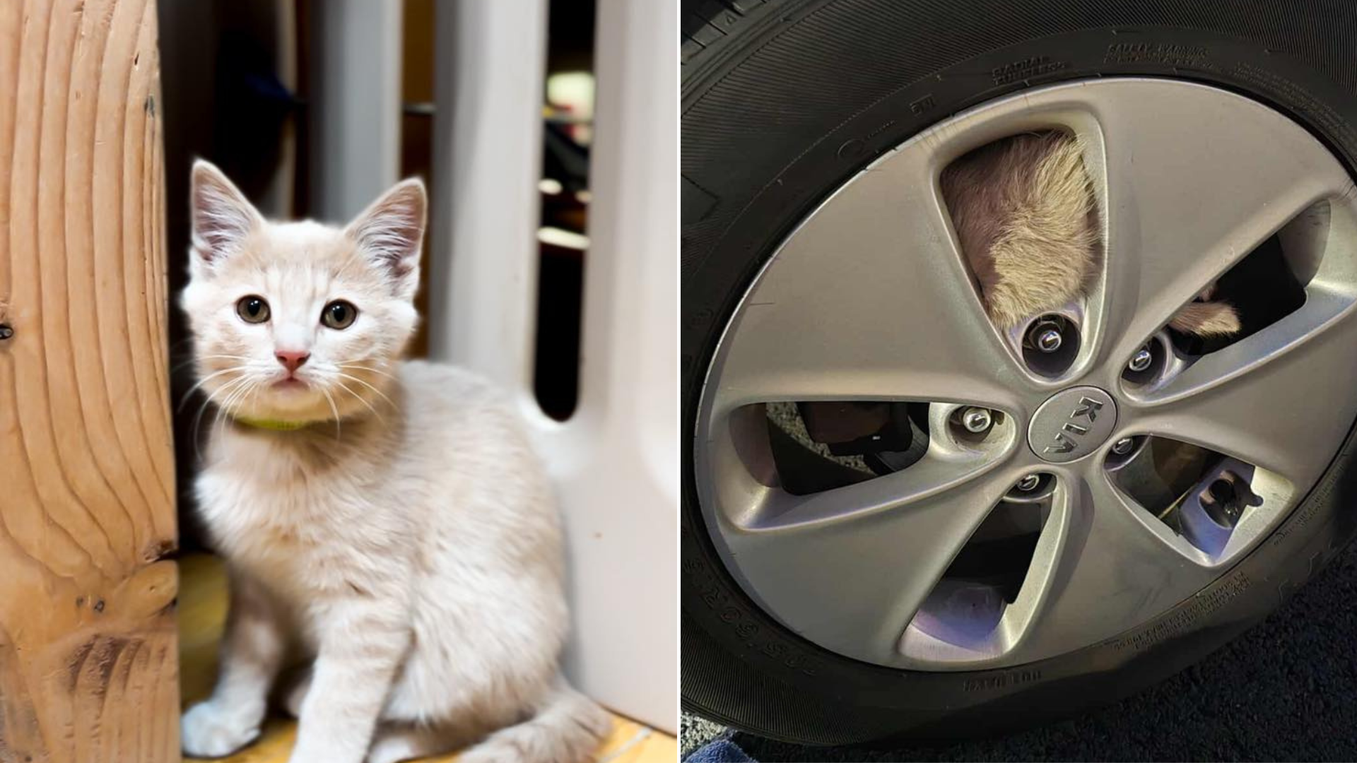 cat stuck in tire
