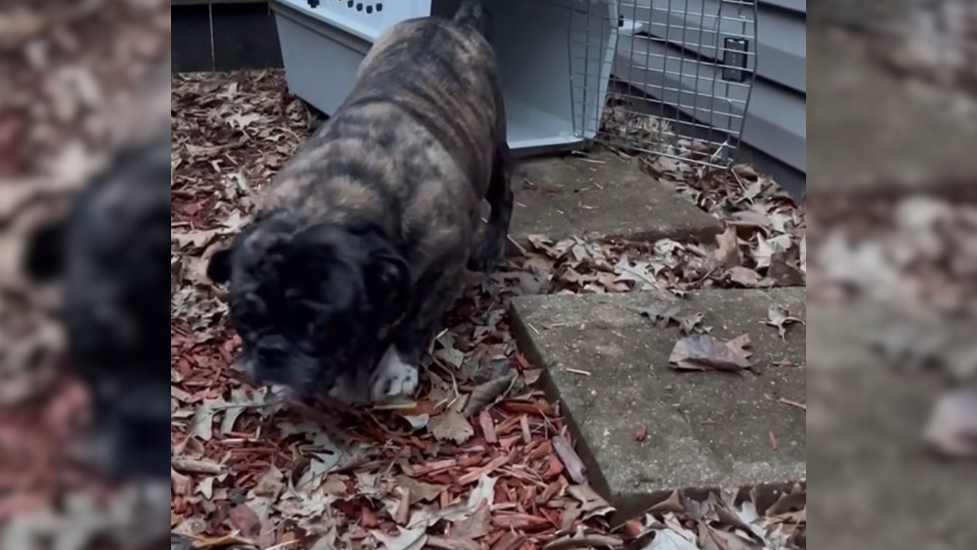 dog leaving carrying cage