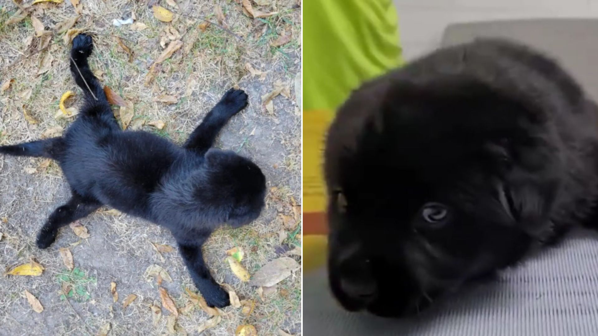 black puppy with rare condition