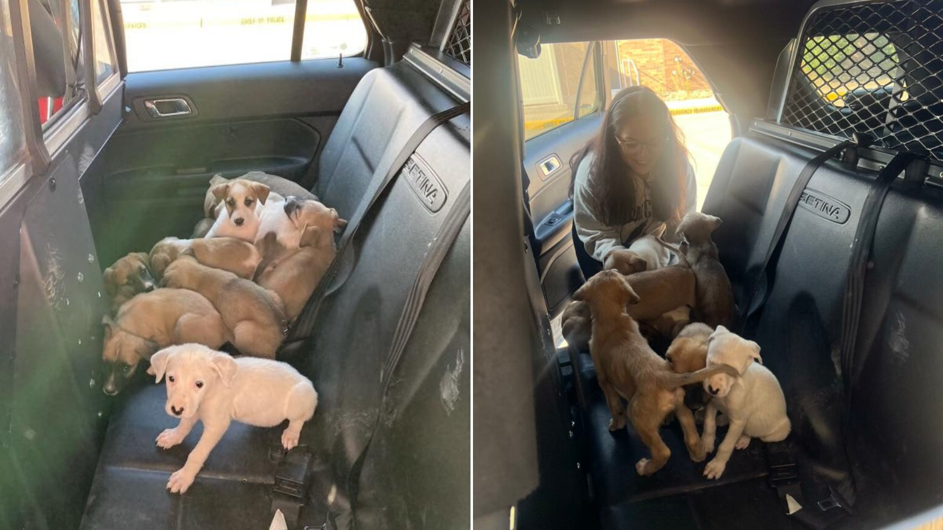 puppies in police car