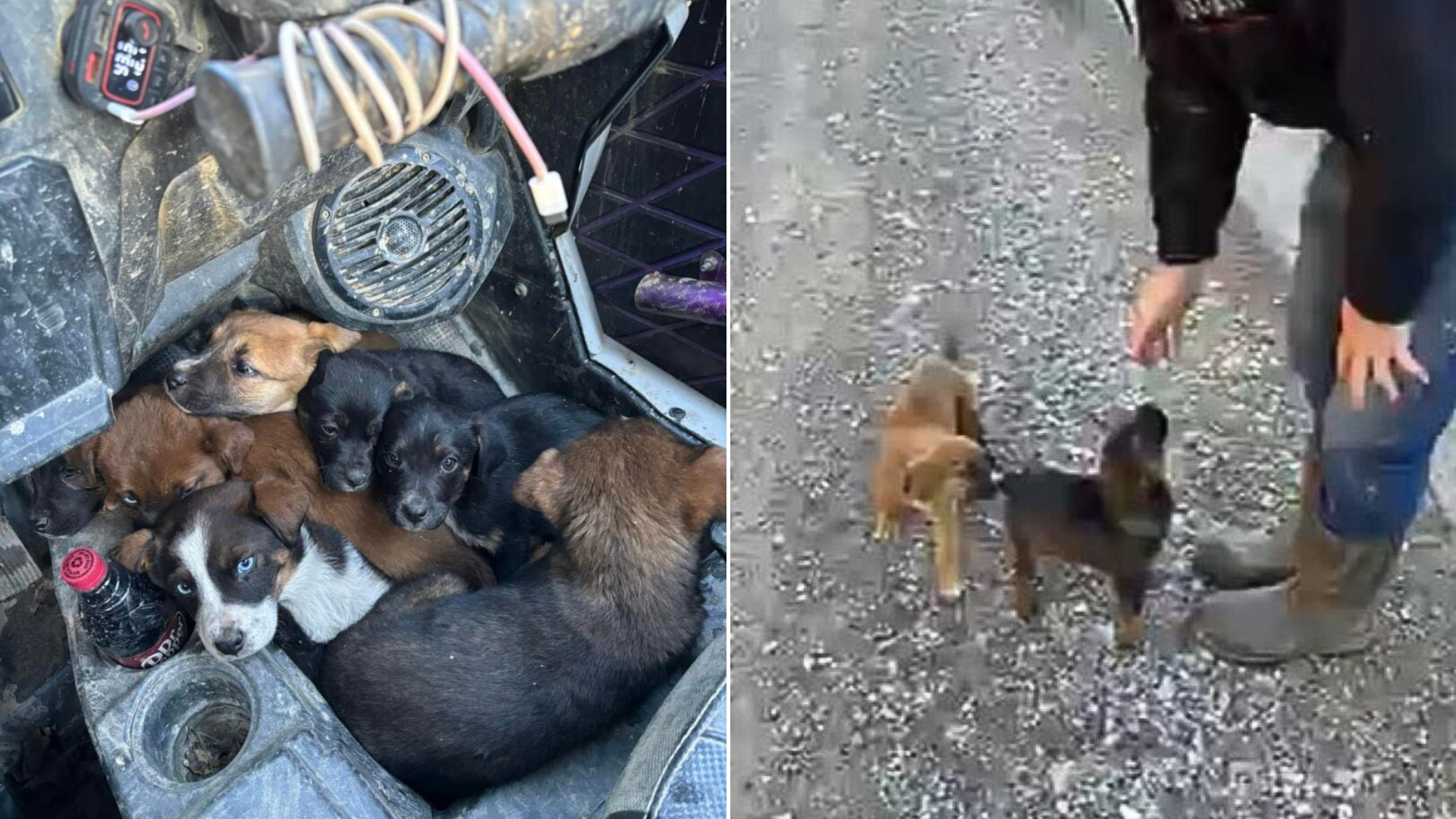 puppies huddled together