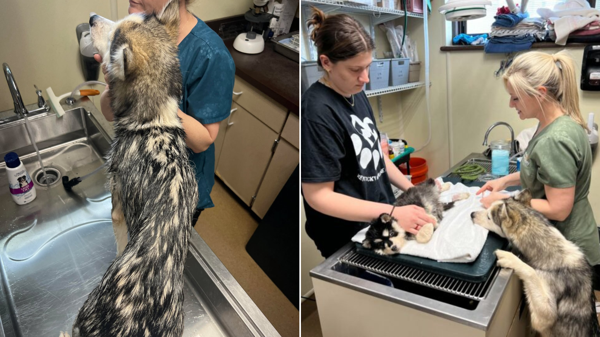 mother dog and puppy at vet