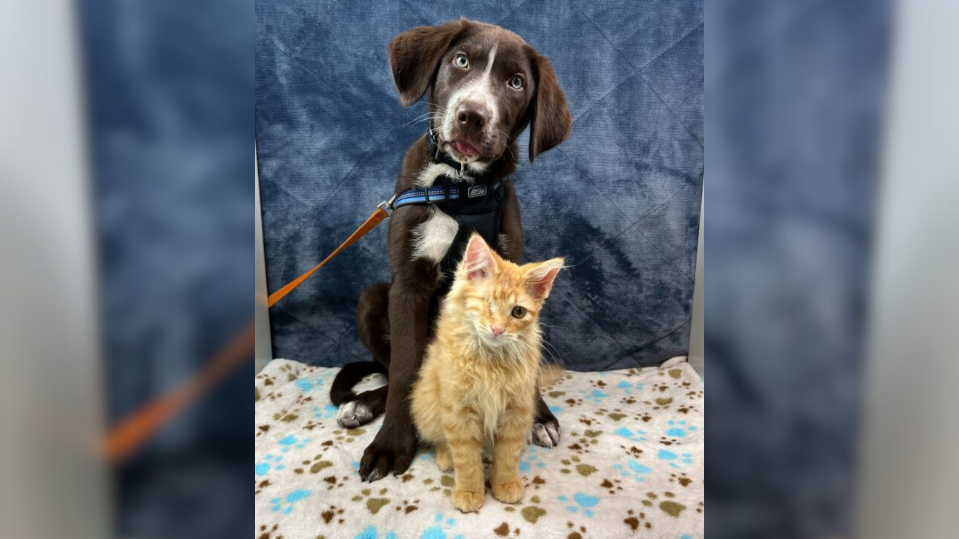 dog and cat portrait