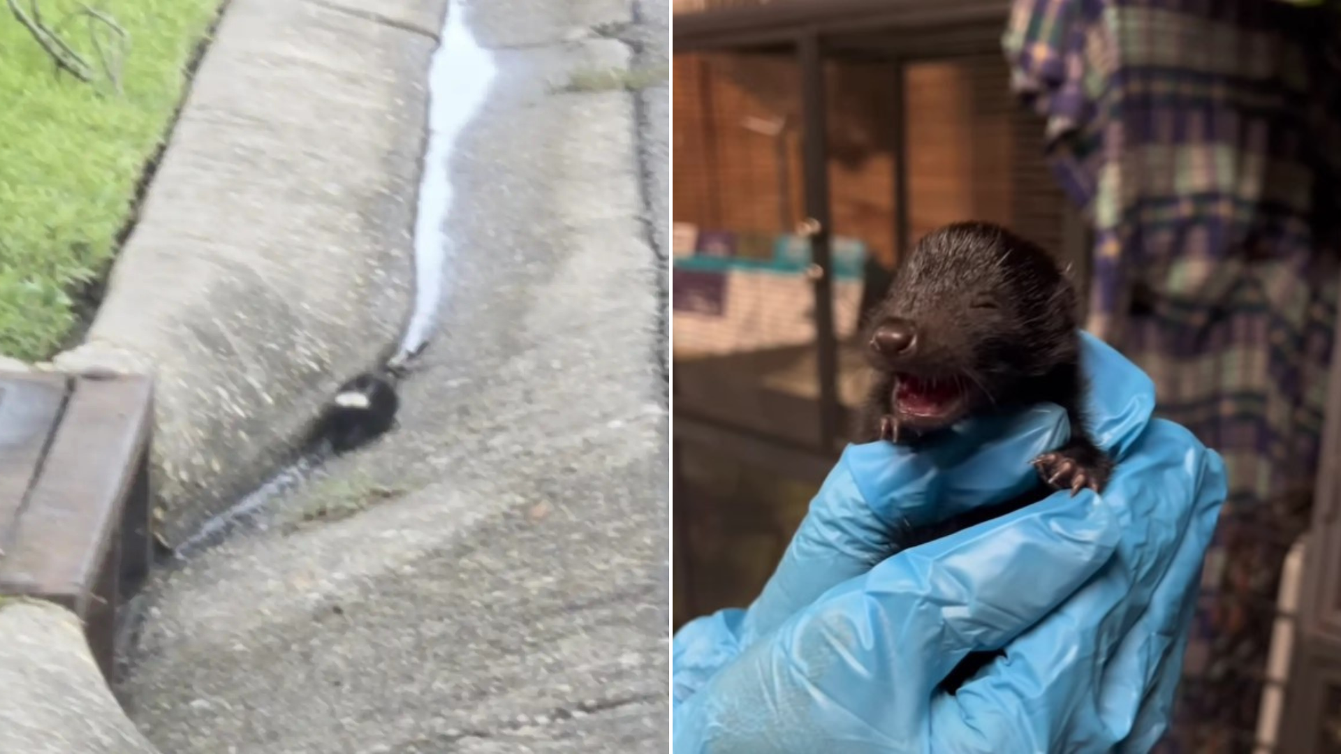 baby skunk rescued