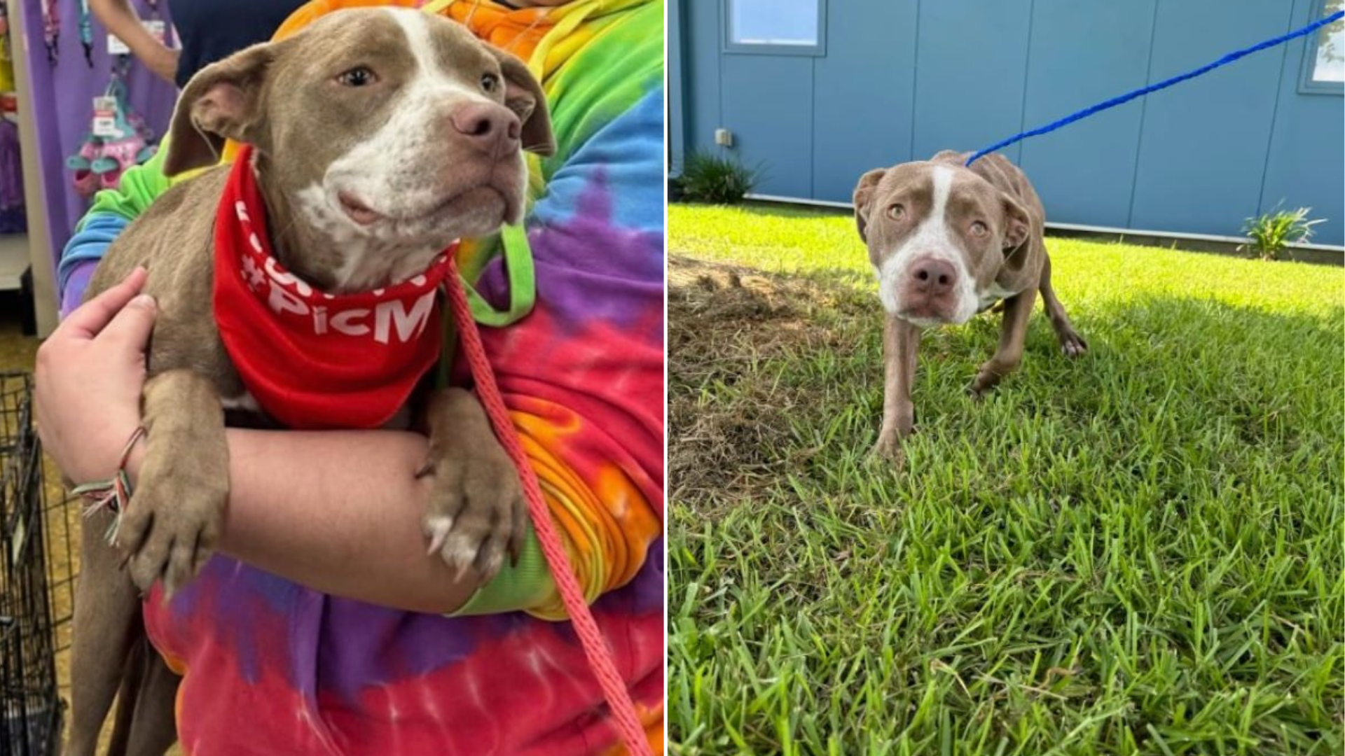 dog being held and walking