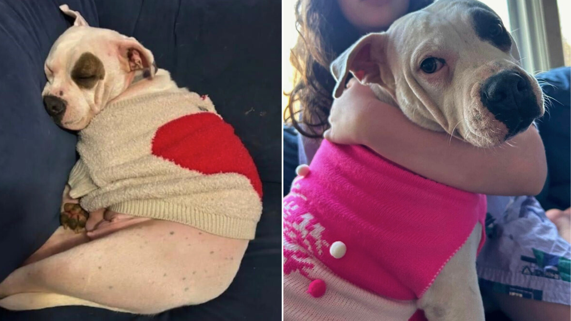 dog wearing clothes