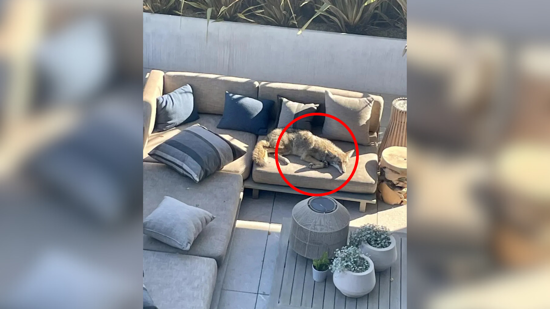 coyote lying on couch