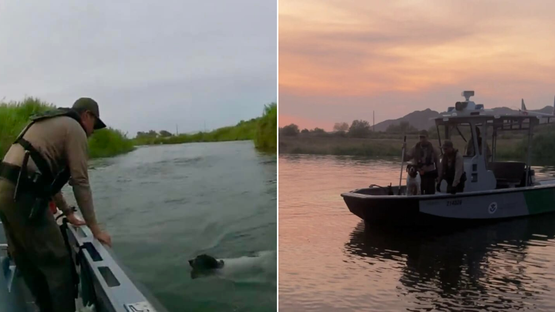 dog in river and on boat