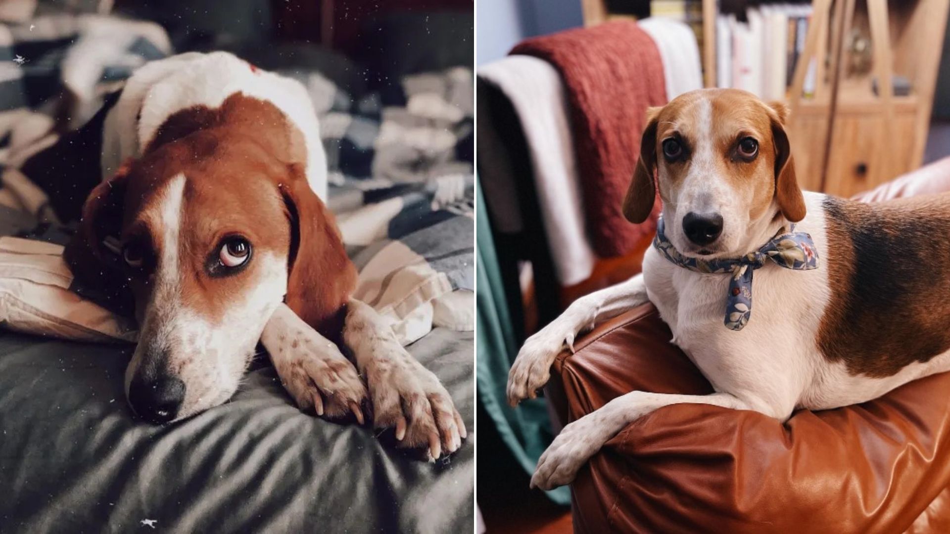 sweet dog laying down