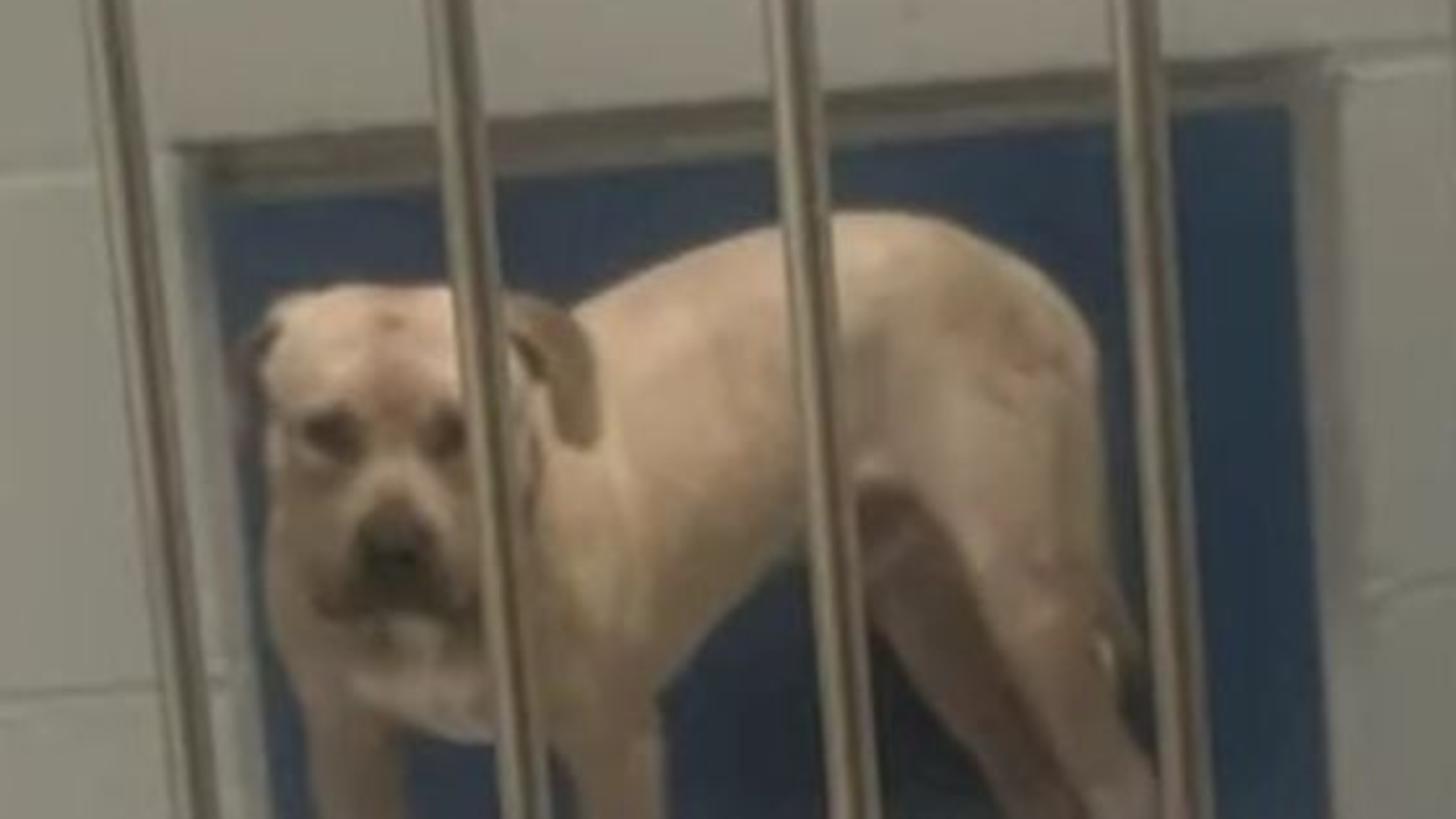 dog behind kennel bars