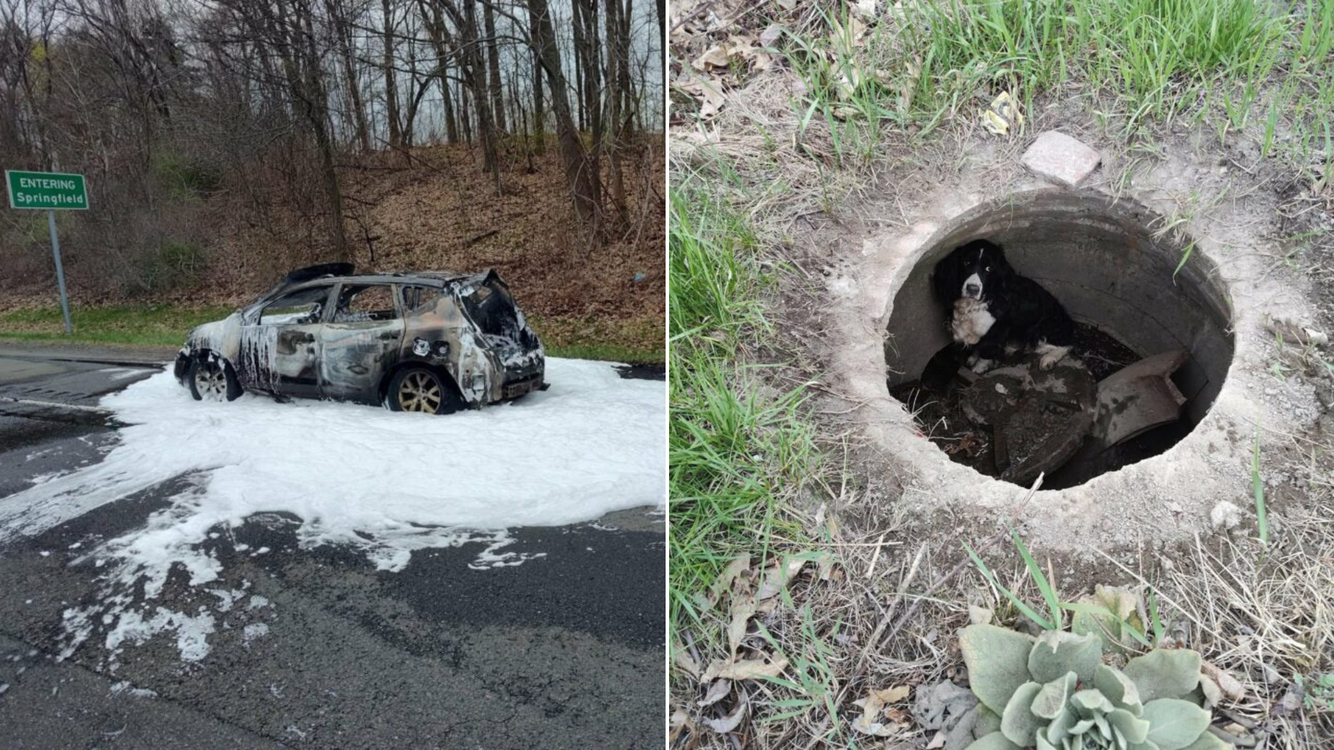 burnt car and dog in a drain