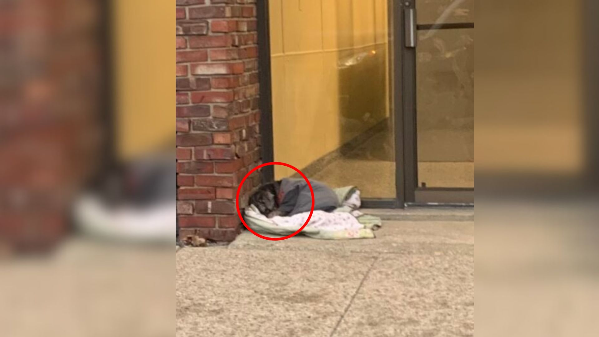 abandoned dog on street