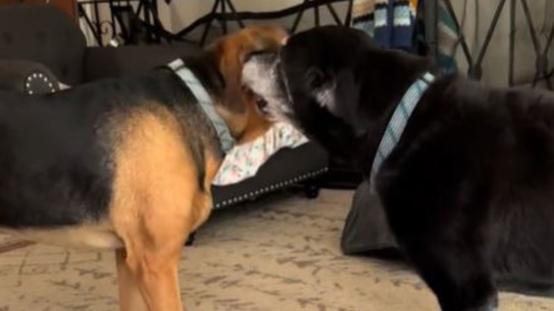 two dogs touching faces