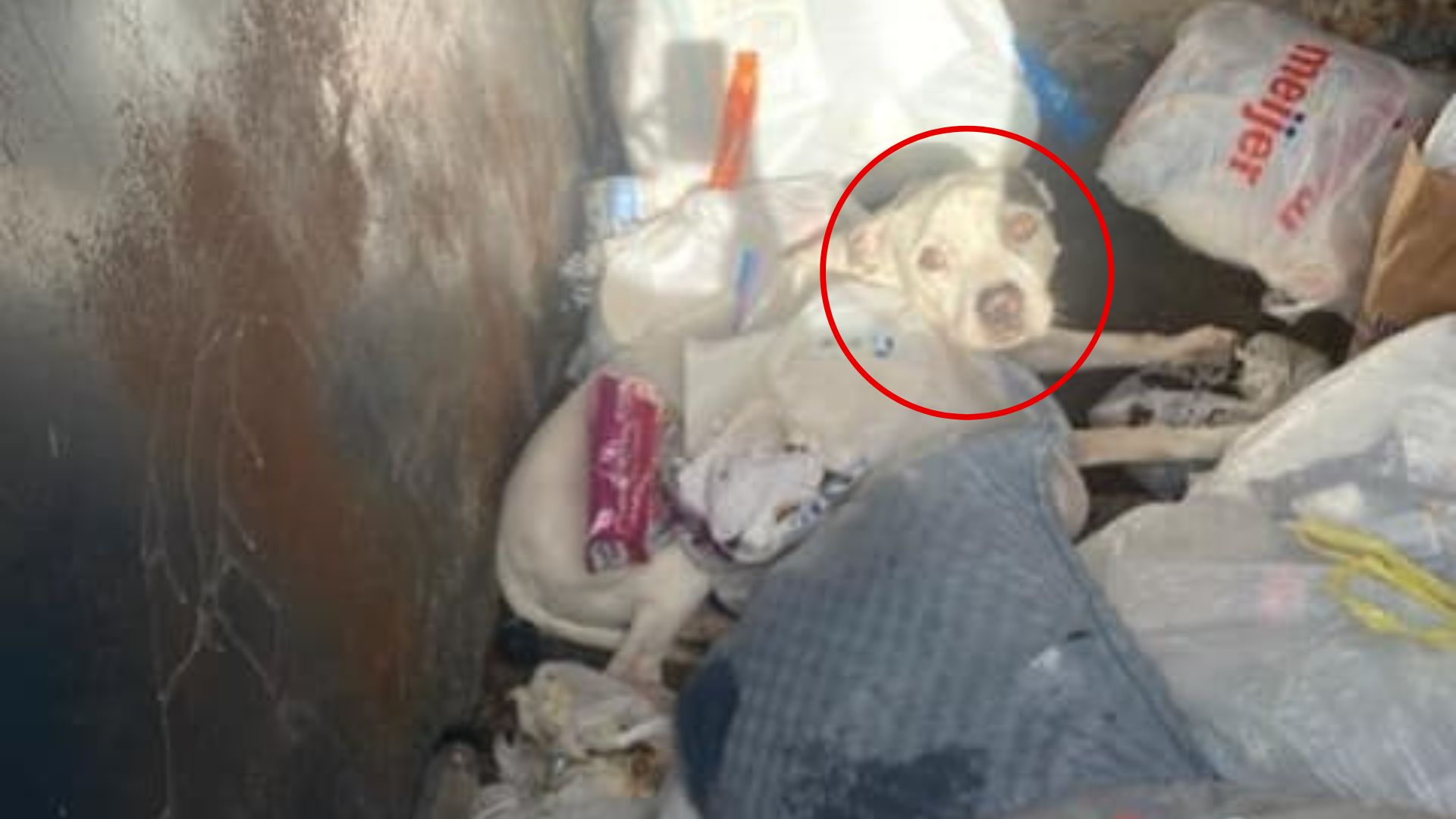 dog in dumpster