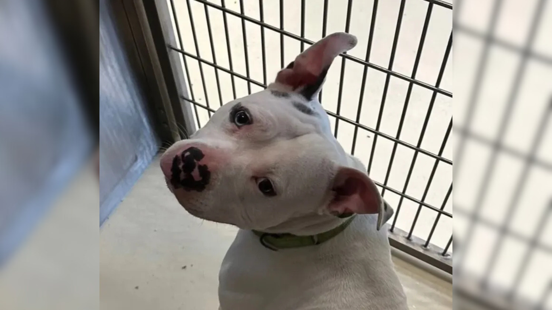 white dog in shelter kennel