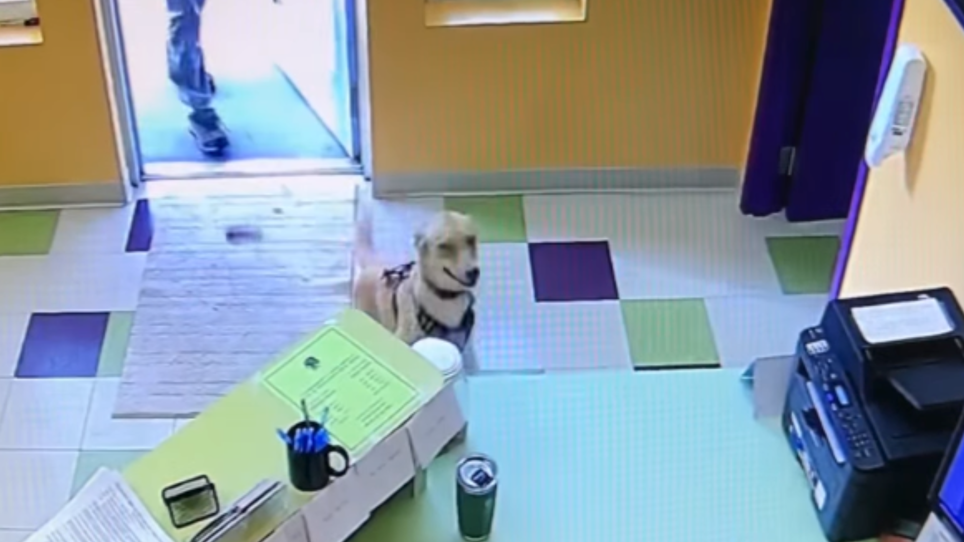 dog running across room