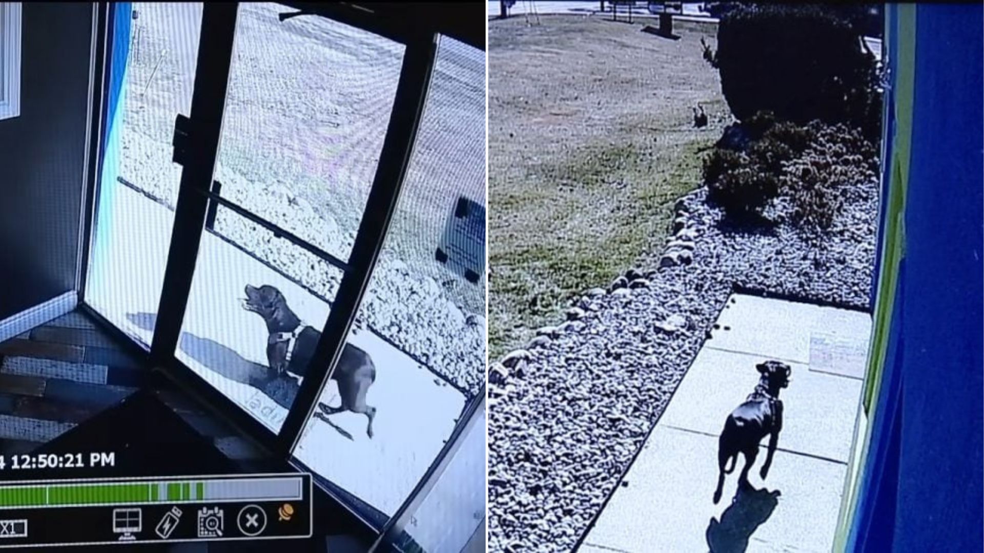 dog in front of building