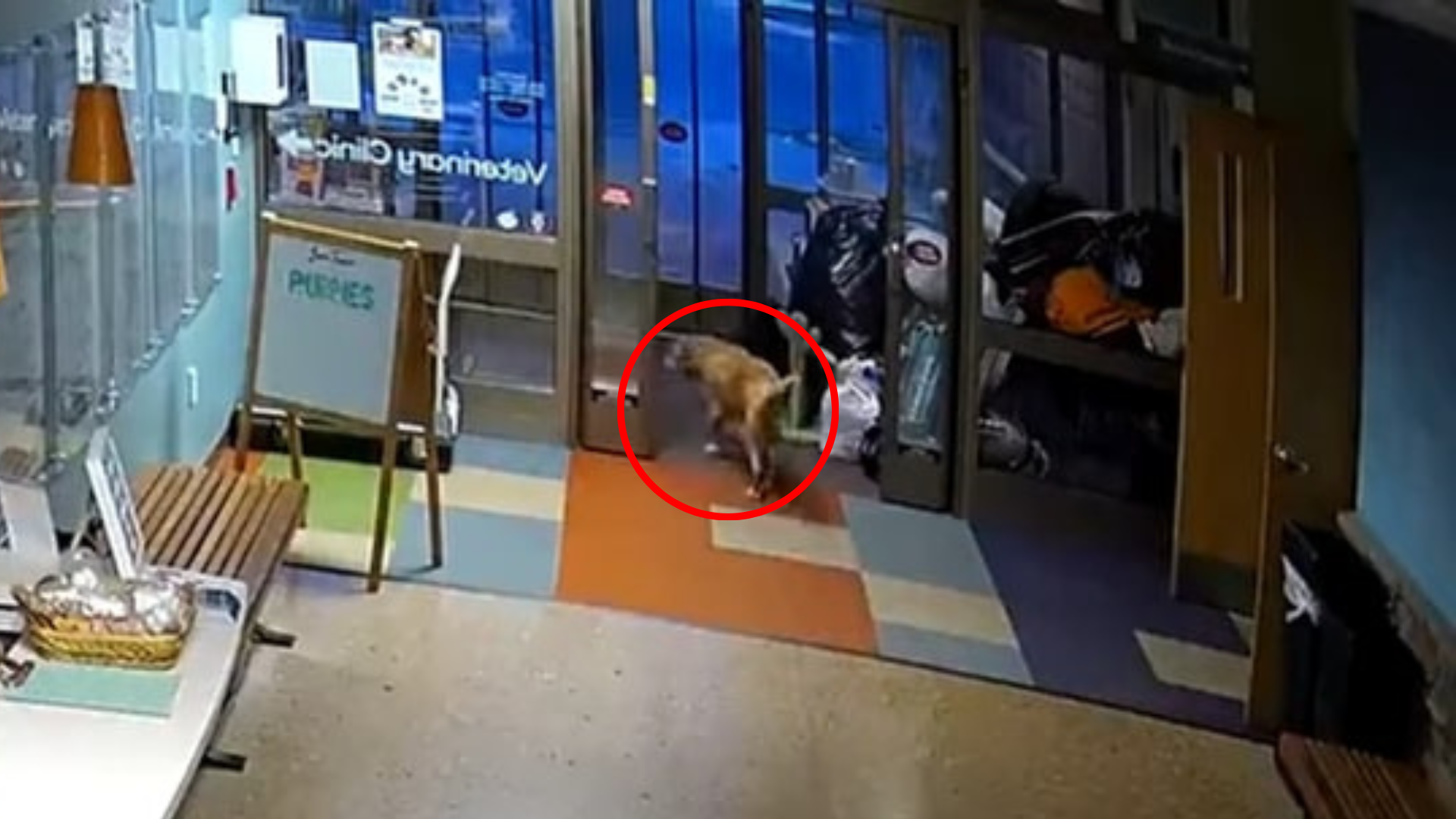 dog breaking out of shelter