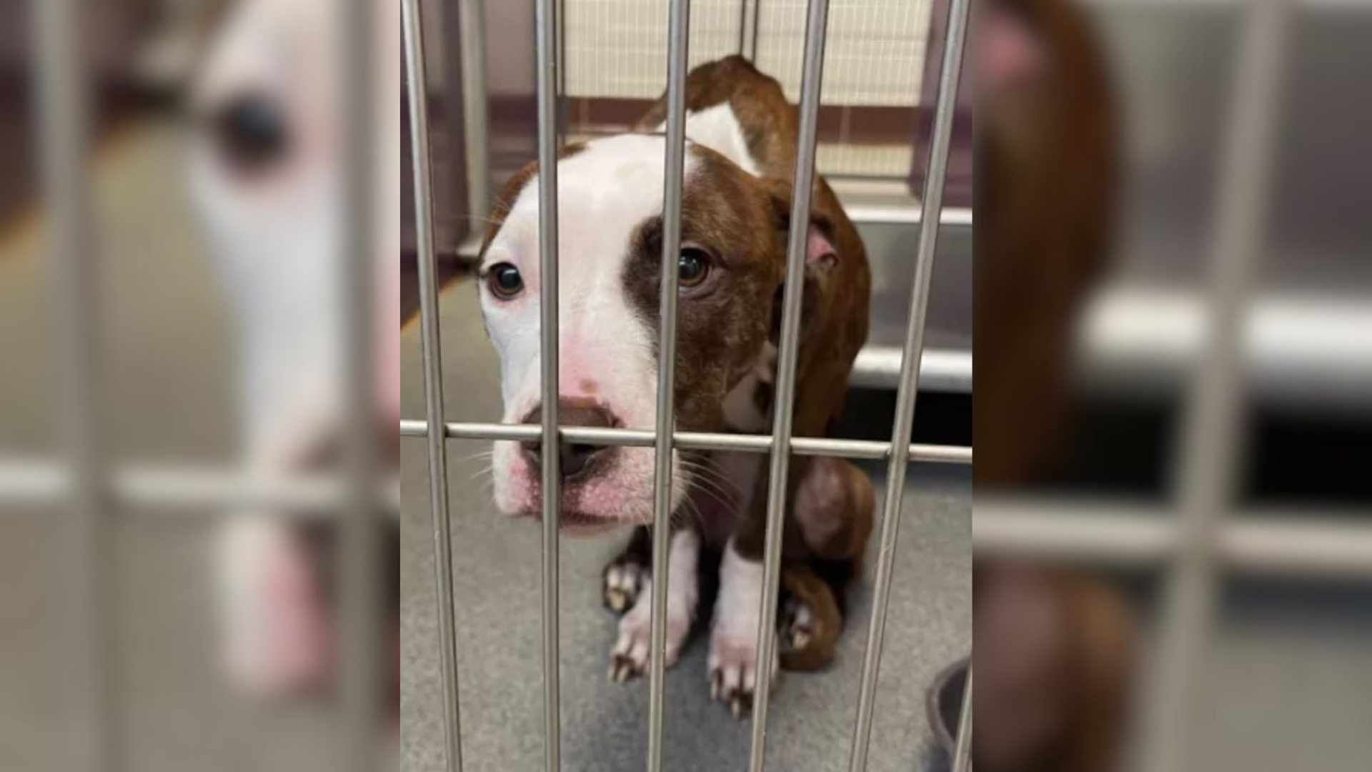 brown and white dog in shelter
