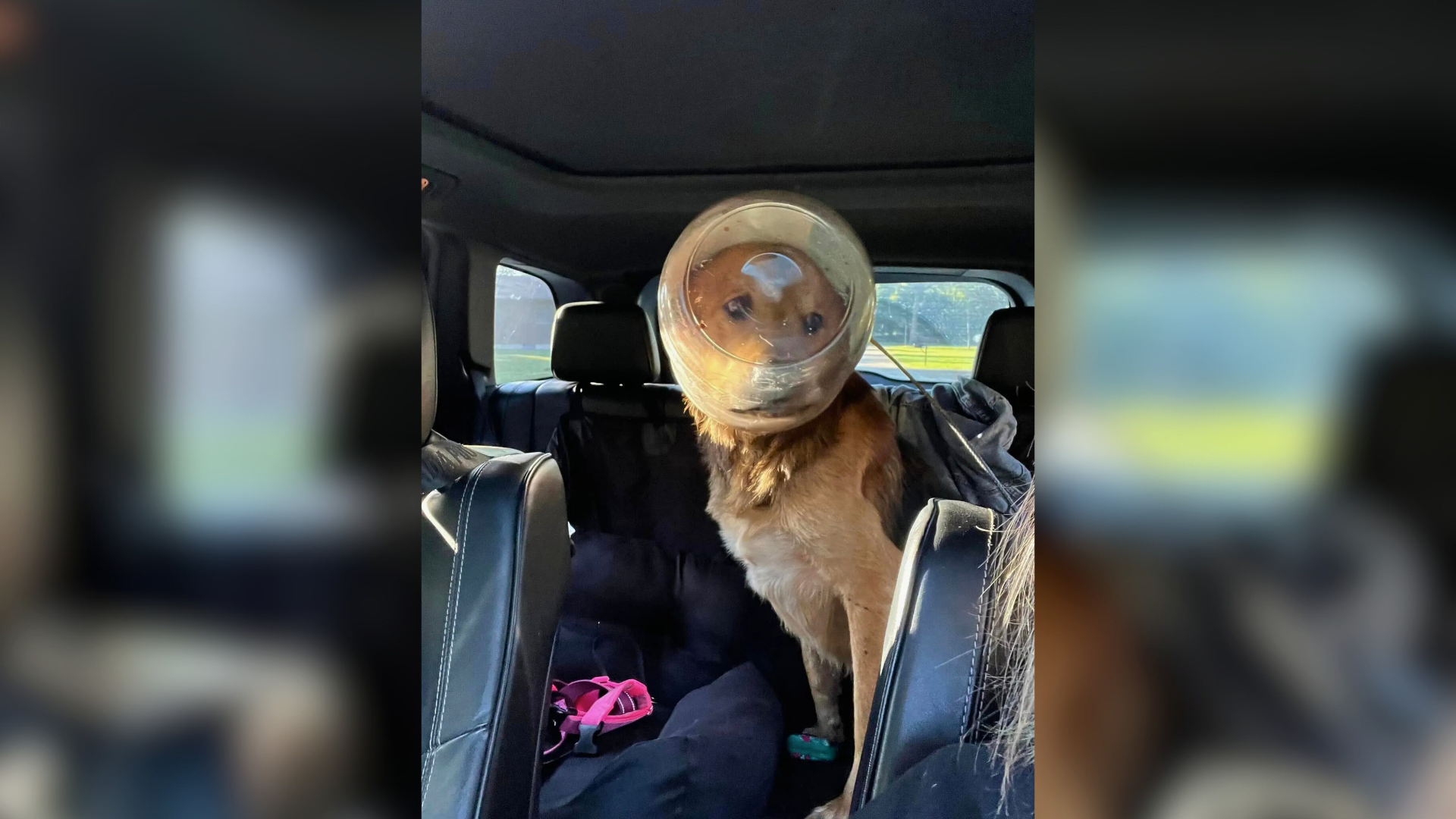 dog with heqad stuck in jar