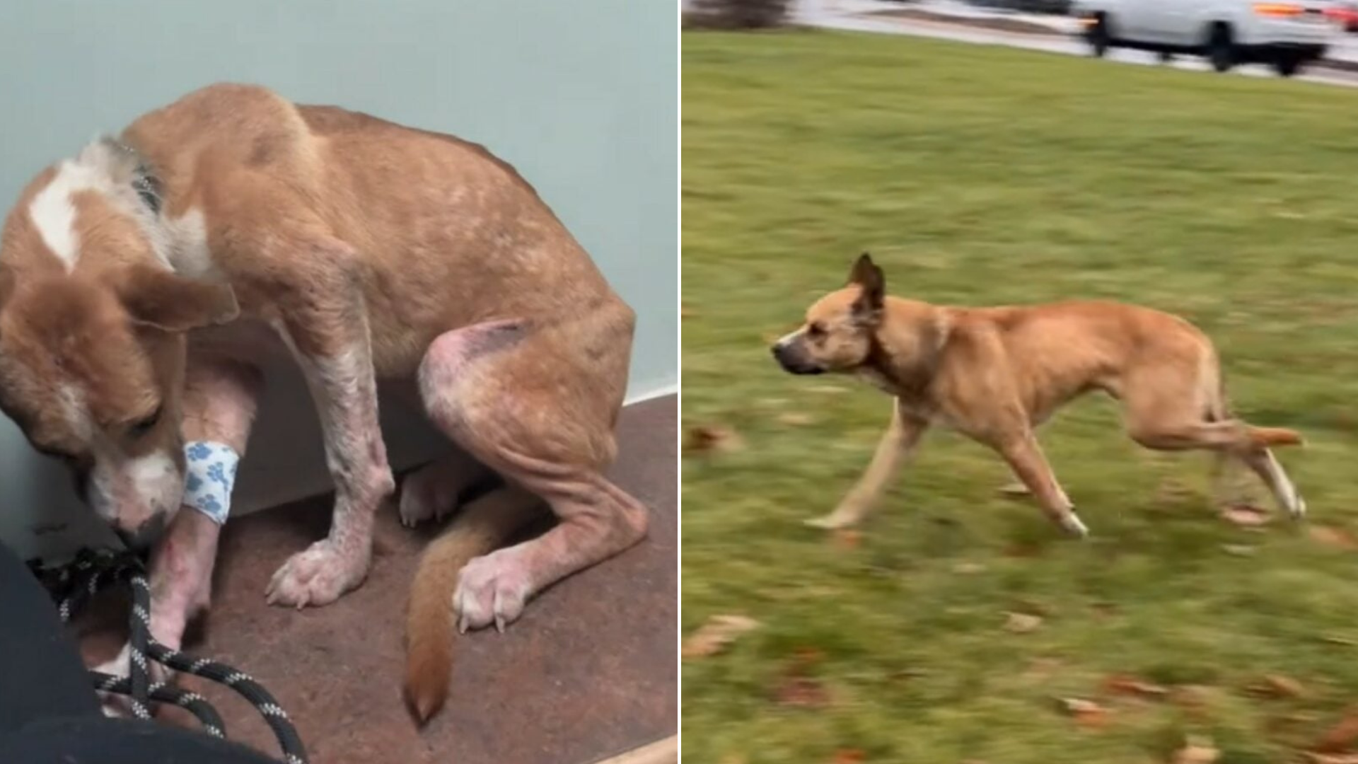 emaciated dog in shelter