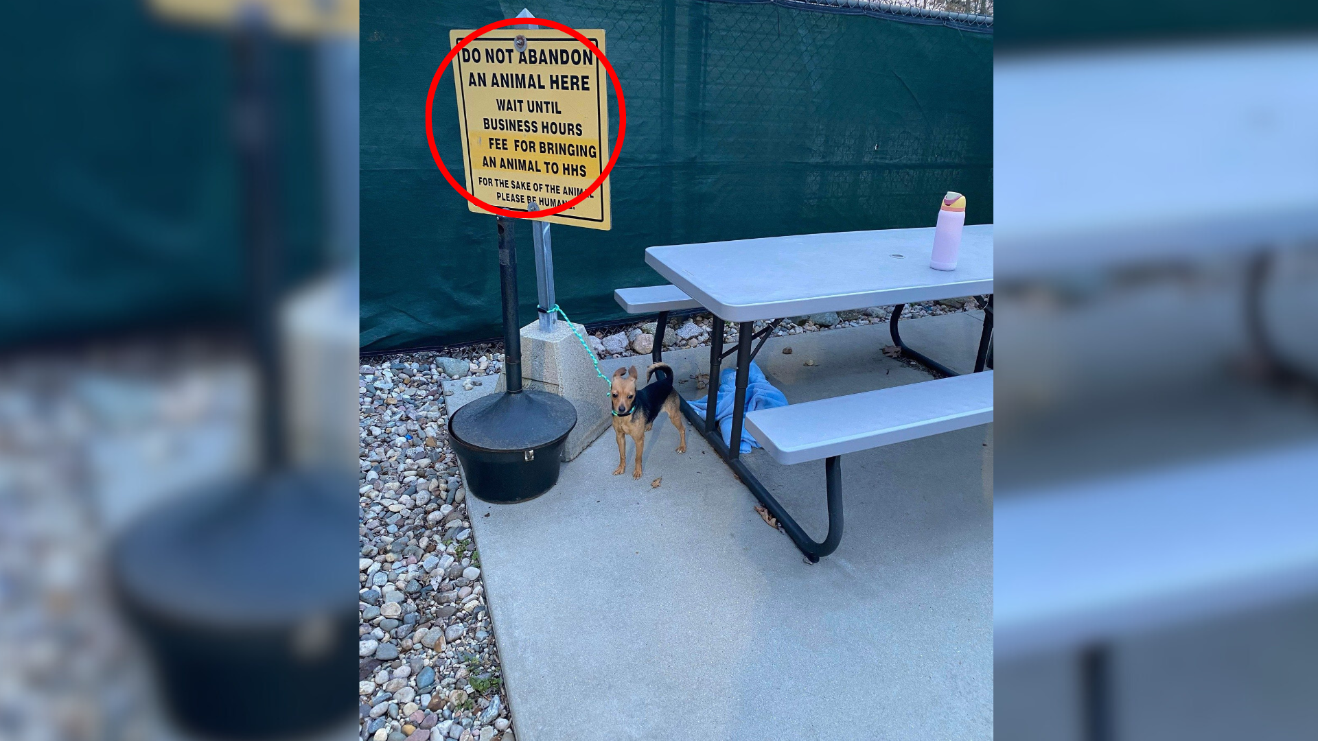 dog tied to sign