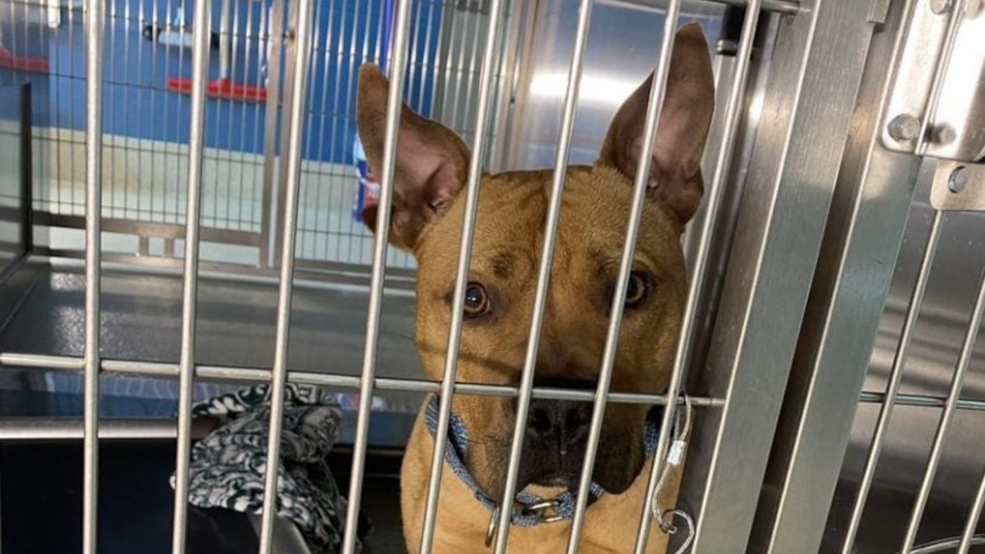 dog behind kennel bars