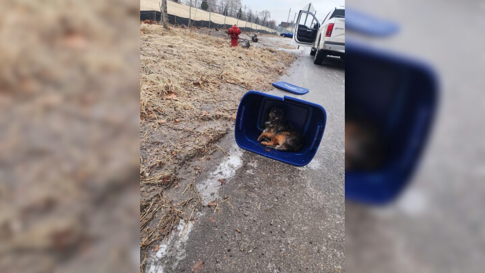 dog abandoned in crate