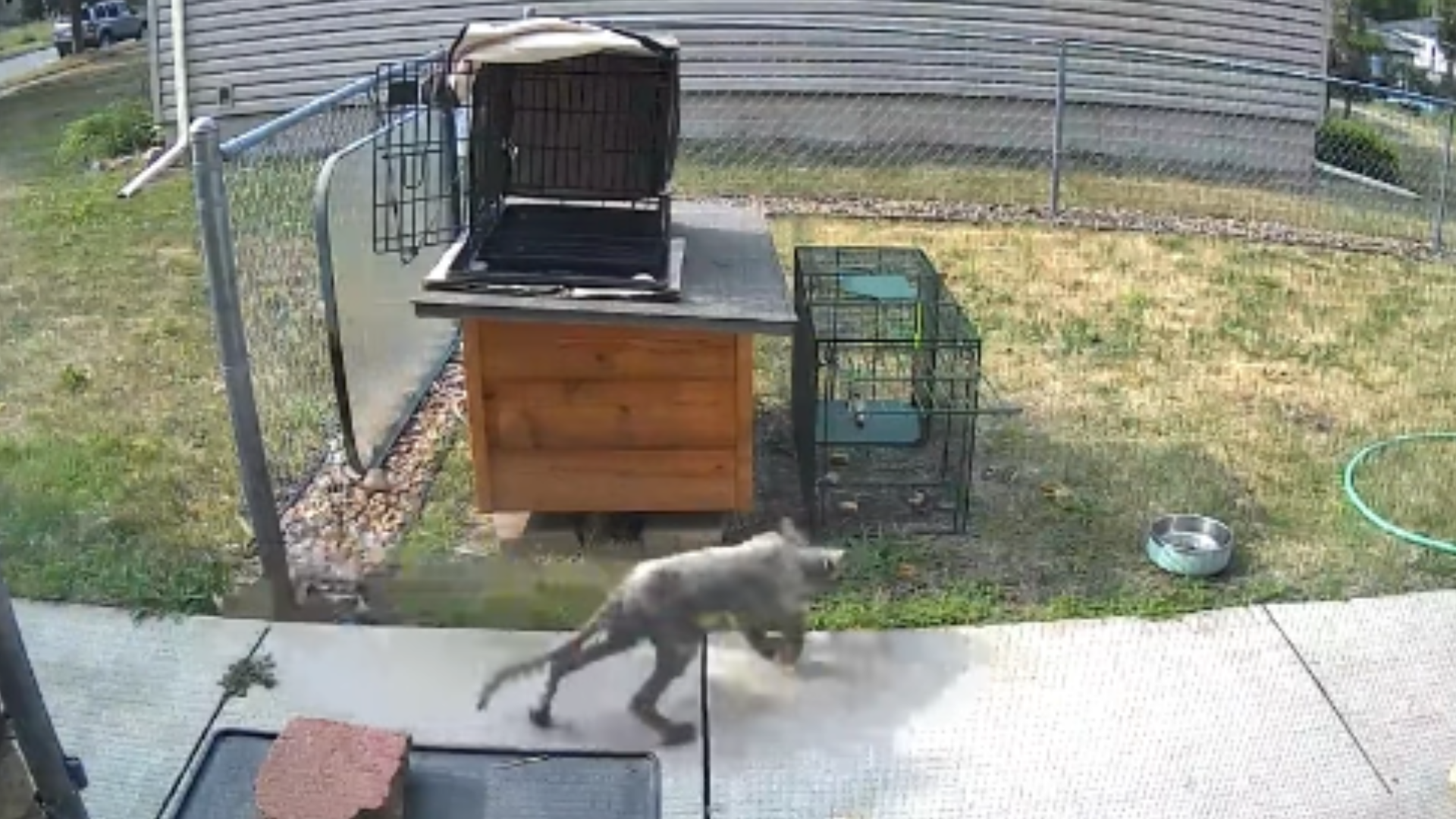 mysterious animal in yard