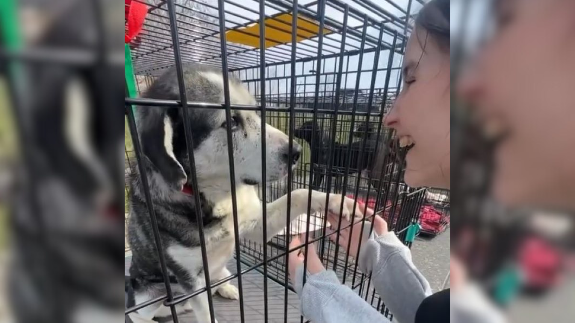 dog inside a shelter cage