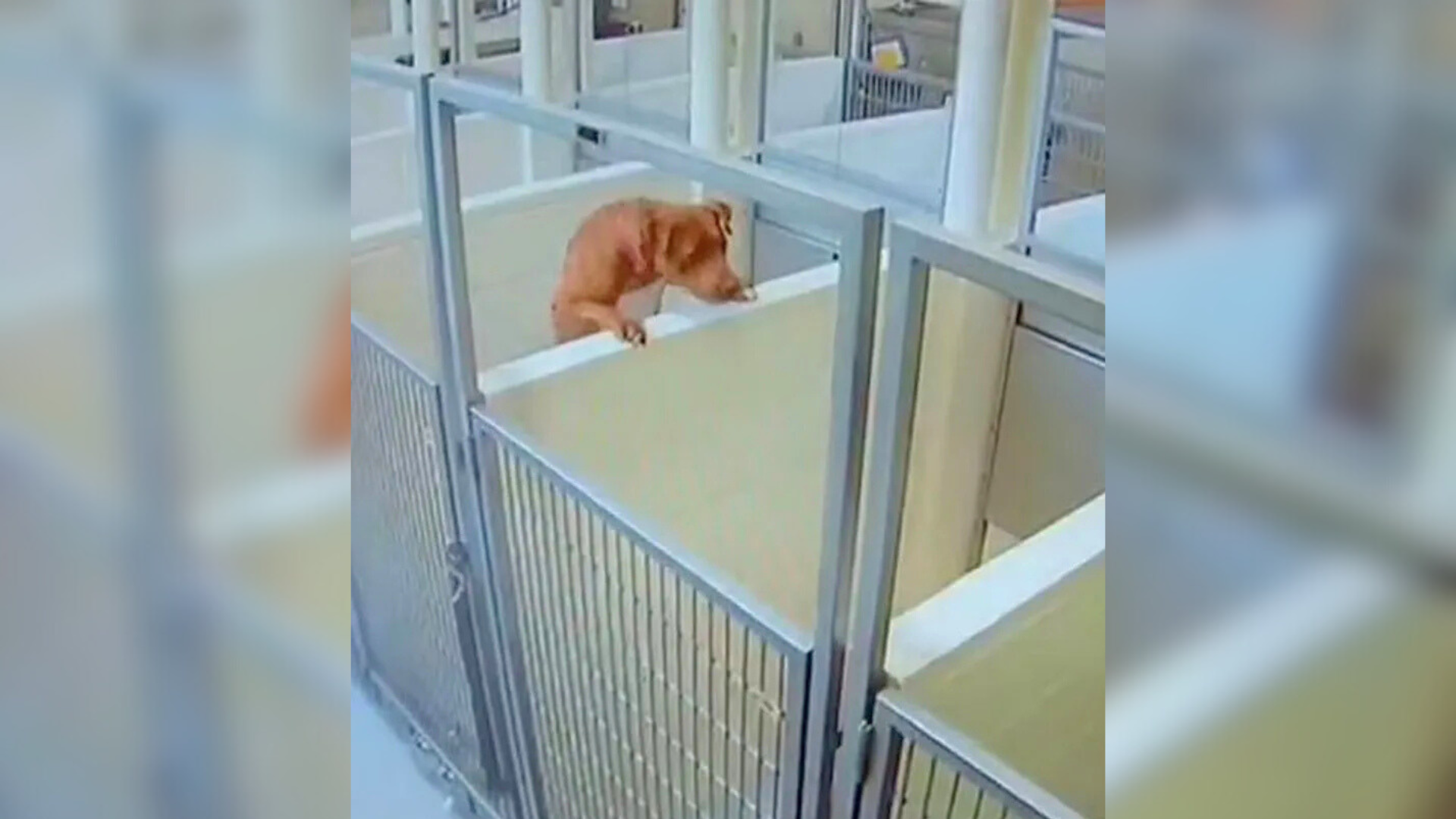 dog scaling kennel wall