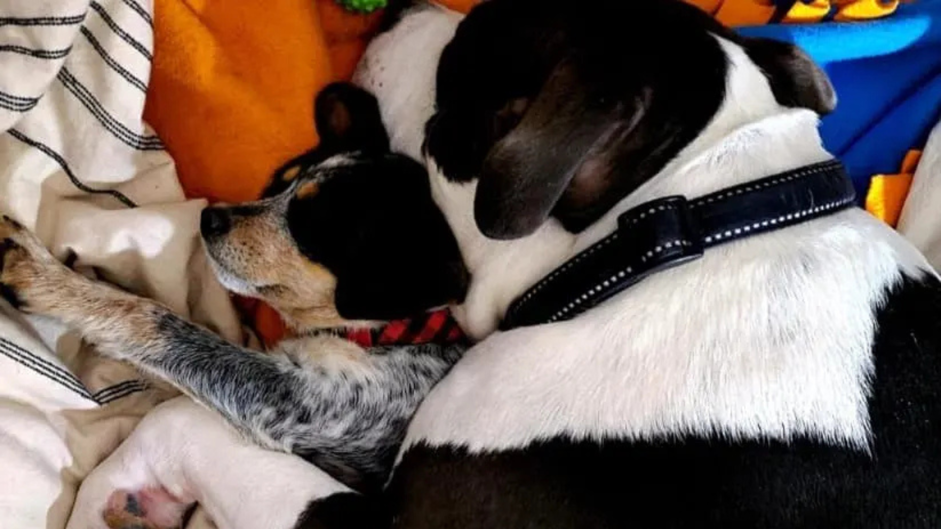 two dogs cuddling