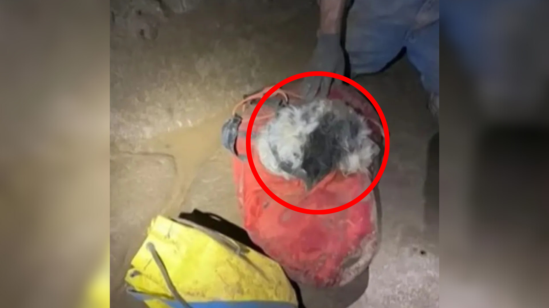 dog rescued from cave