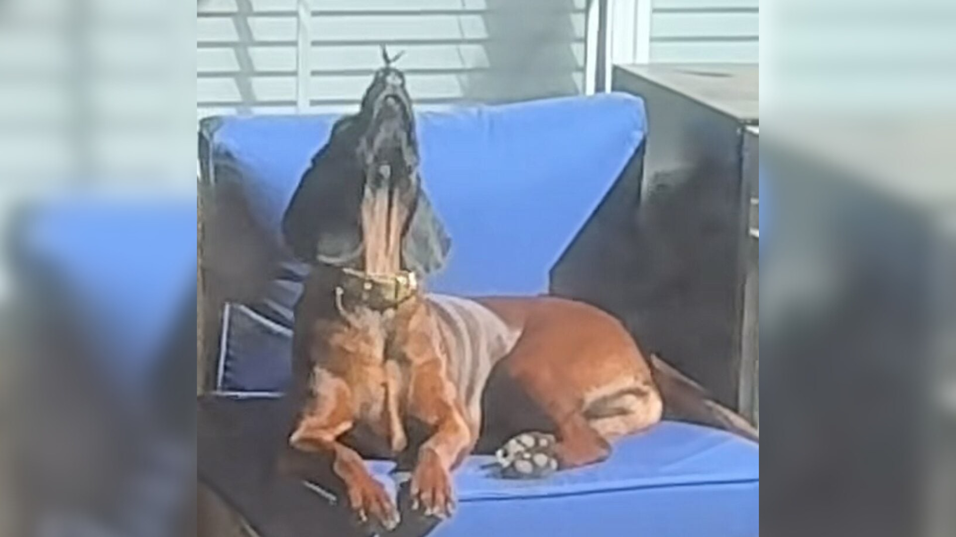 dog with butterfly on nose