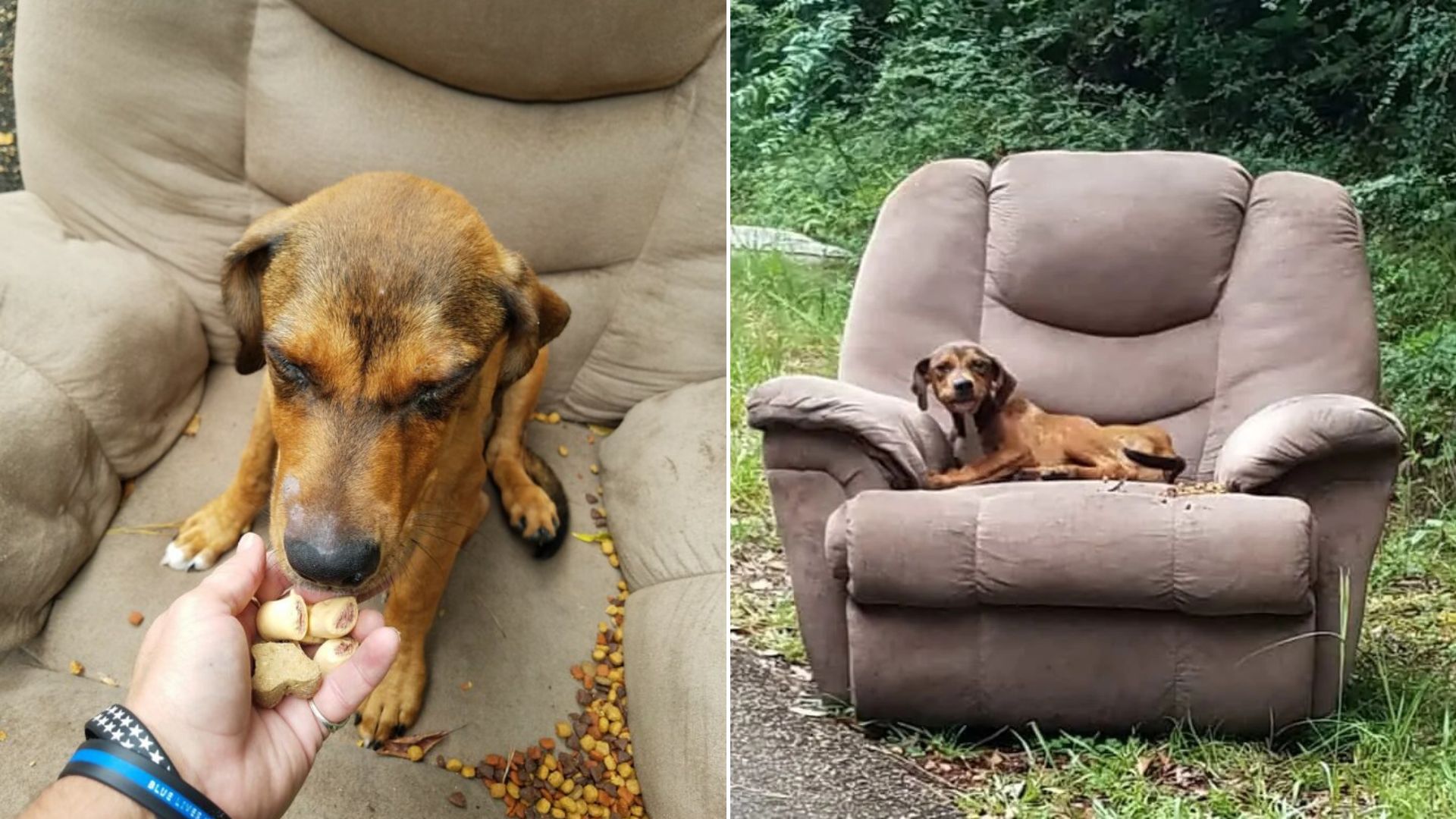 dog on dumped sofa