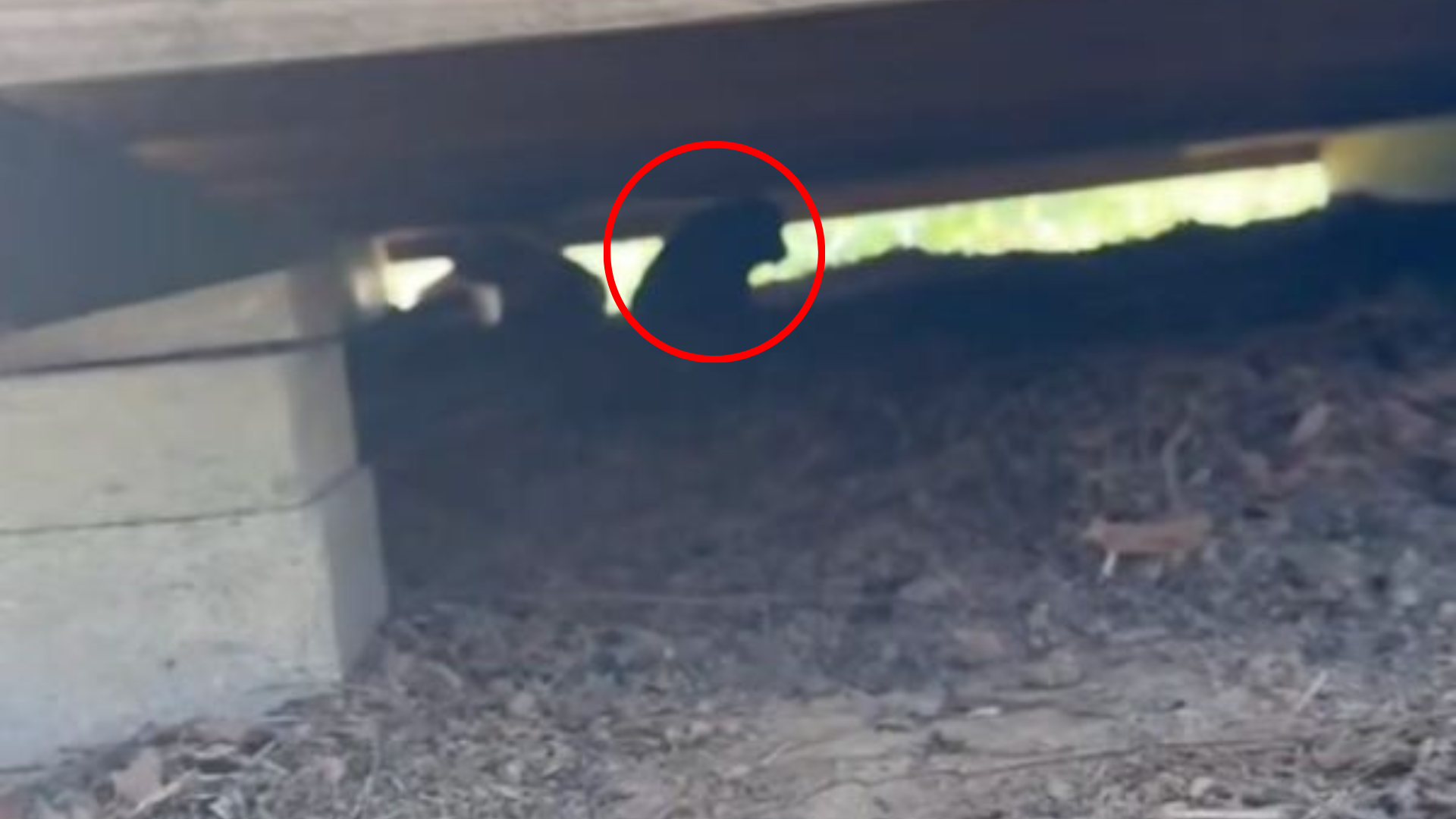 dog hiding under house