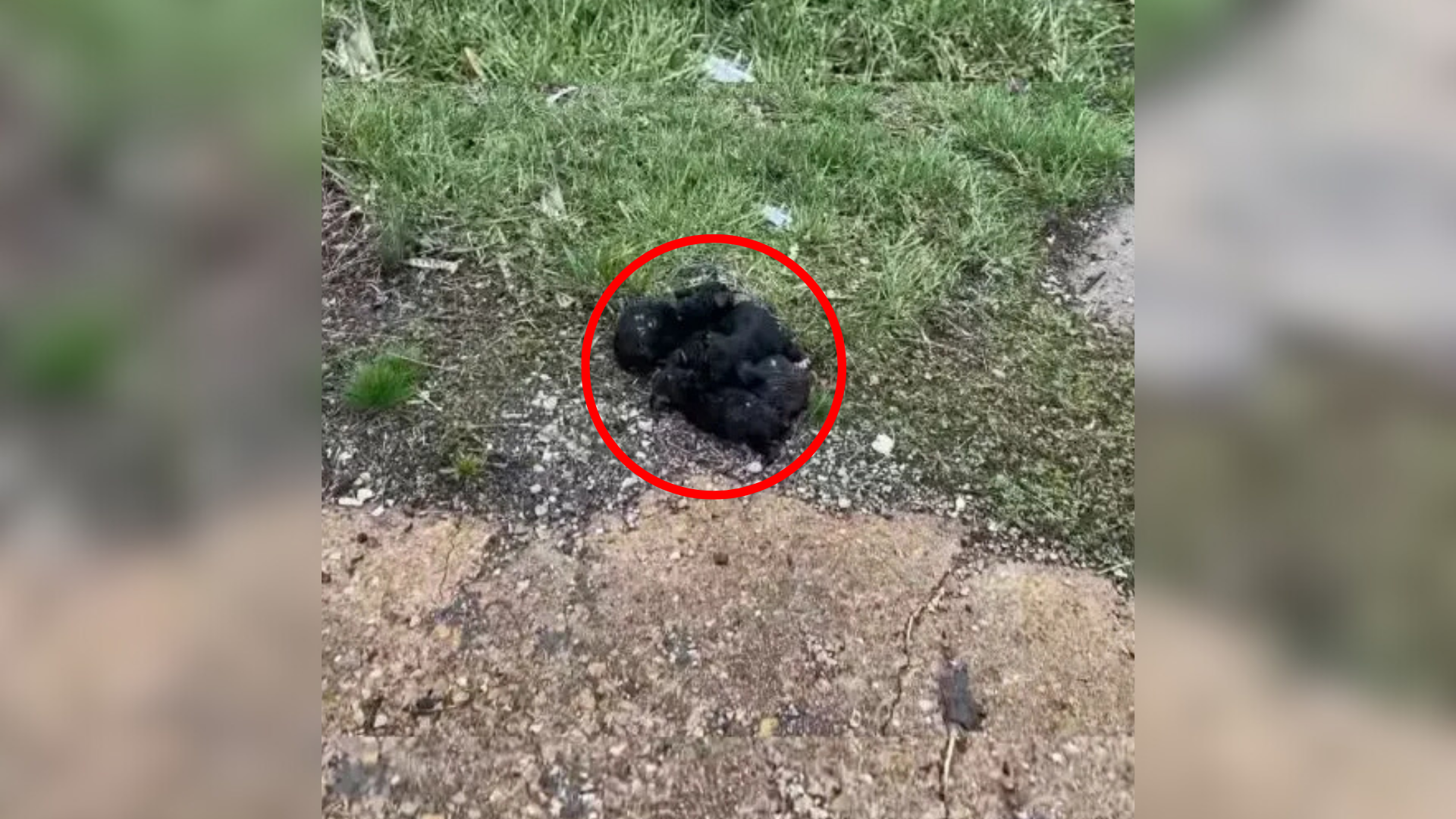 black shadow on ground