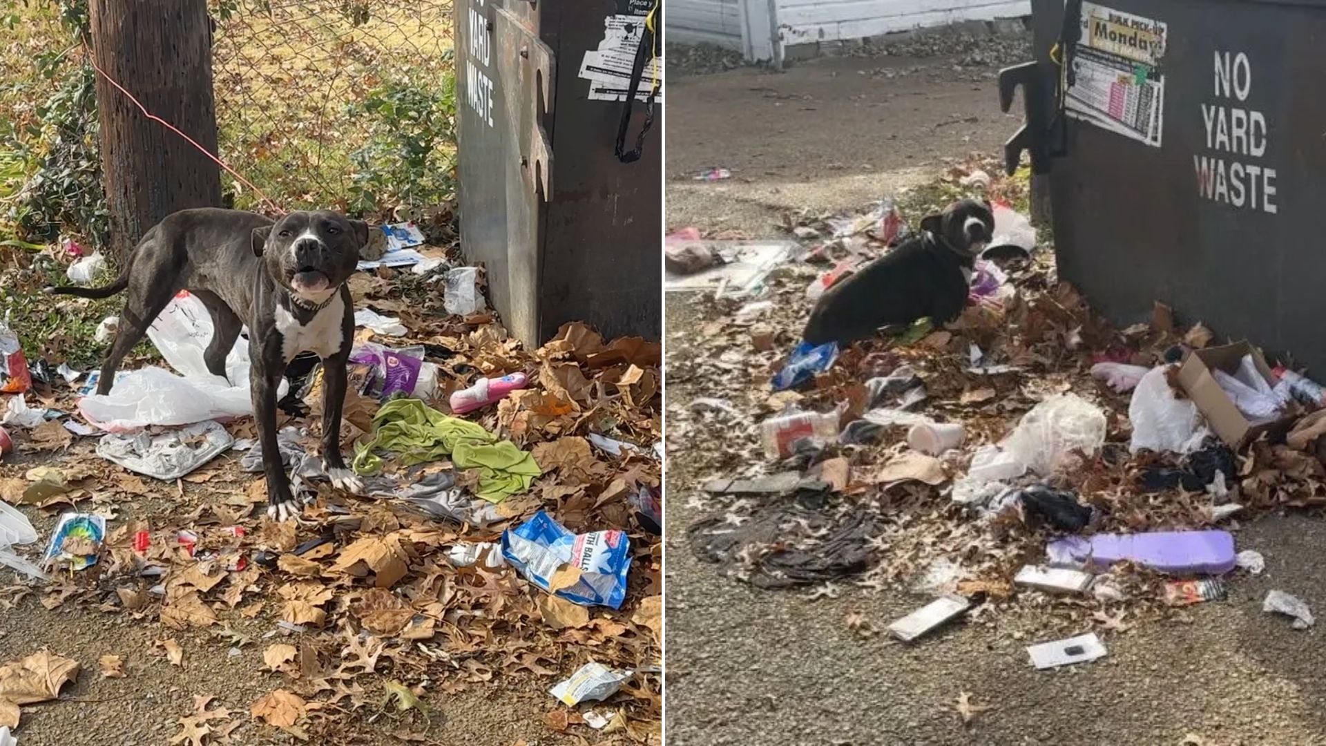 dog near trash