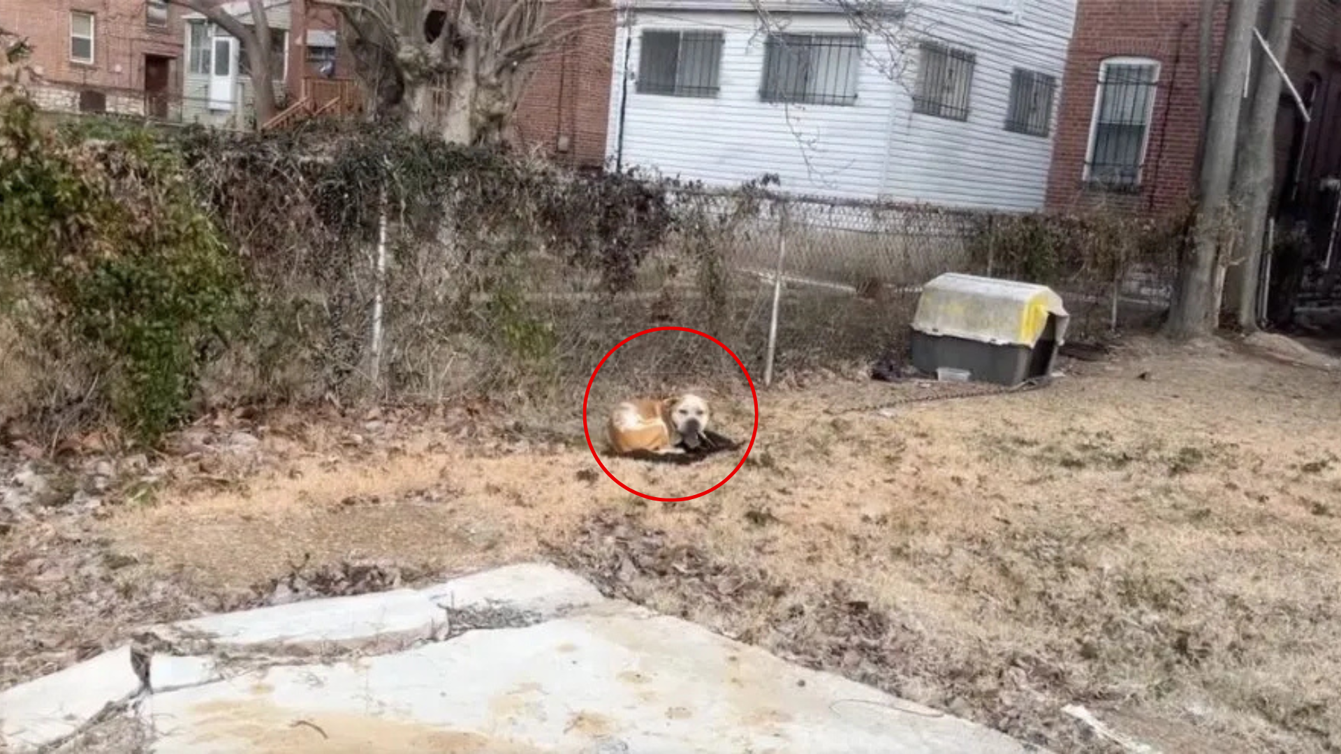 dog chained in backyard