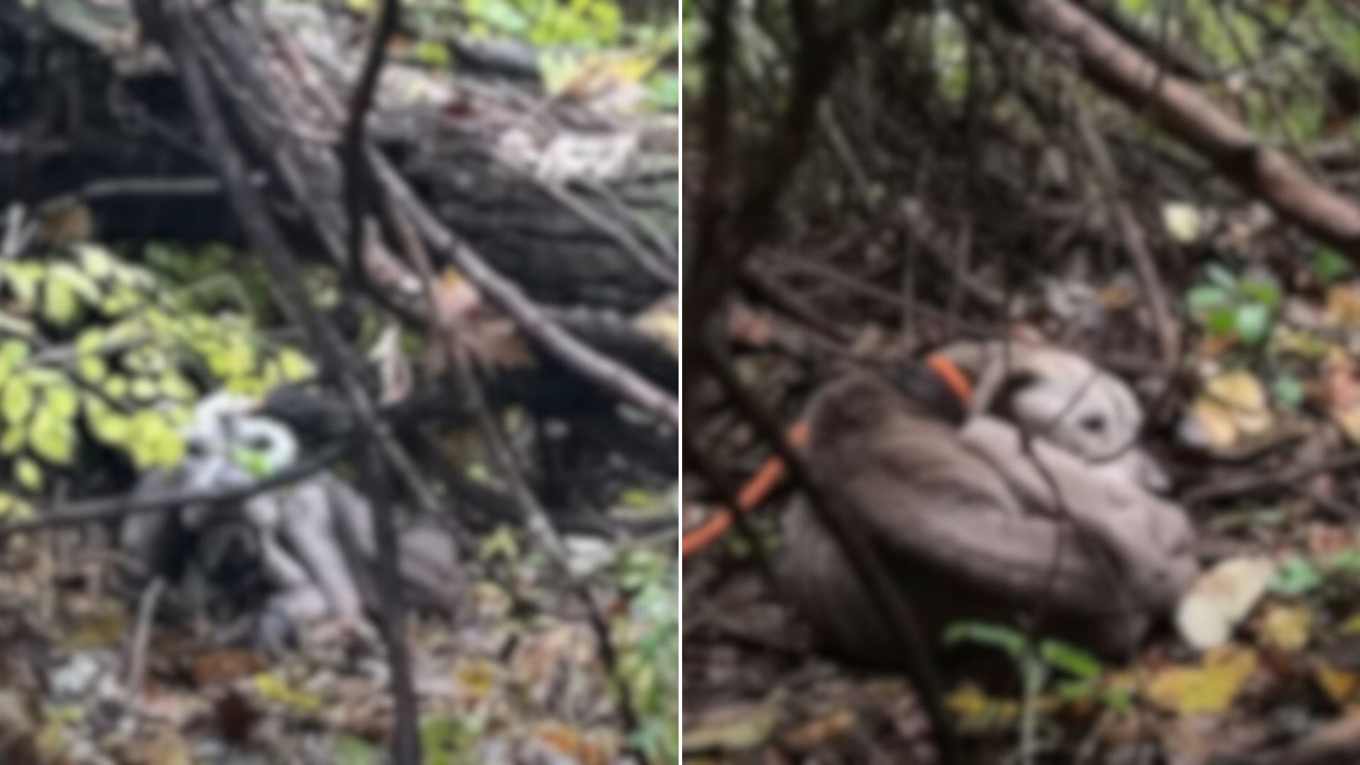dog laying in forest