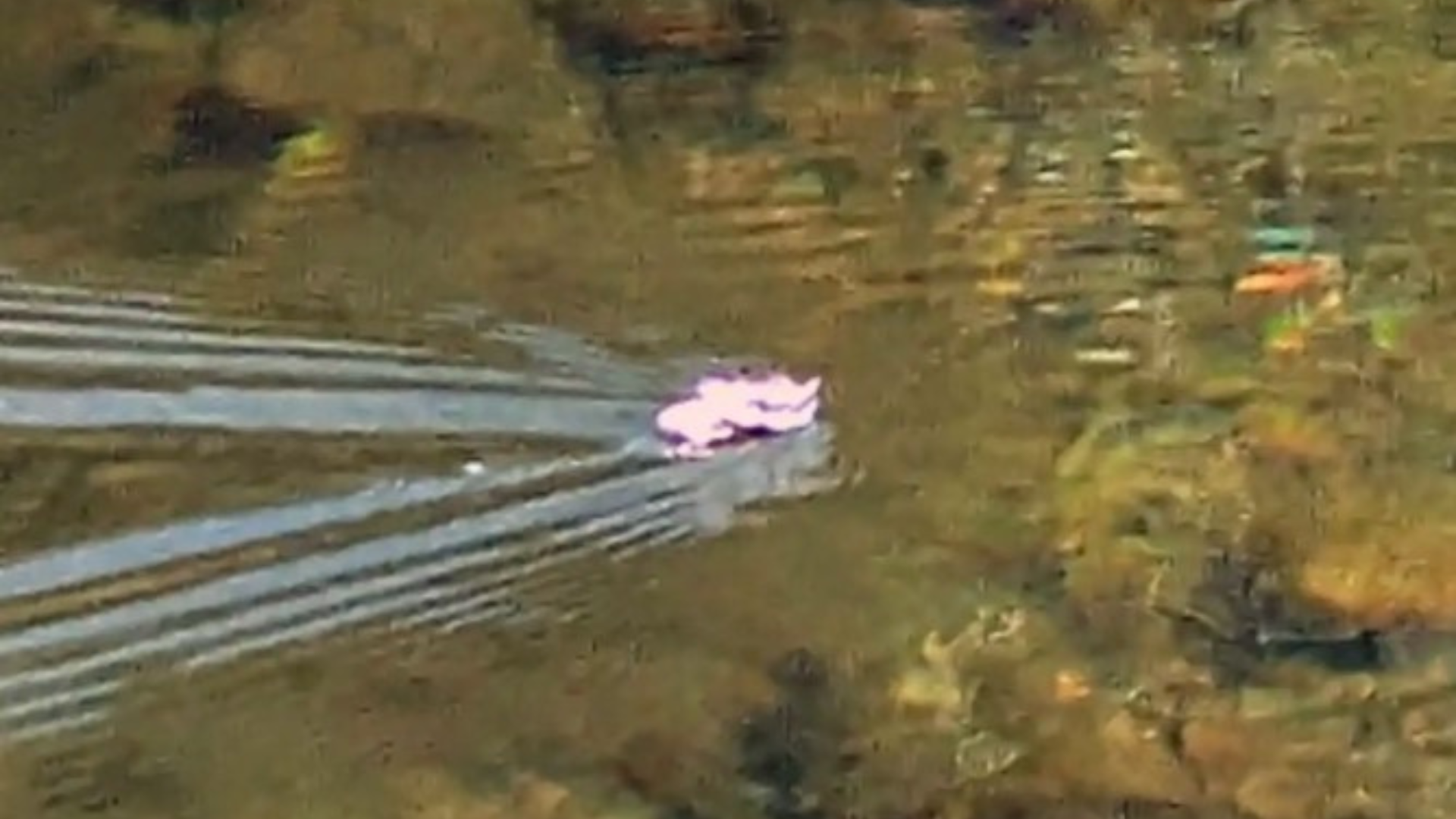 animal sailing on lake